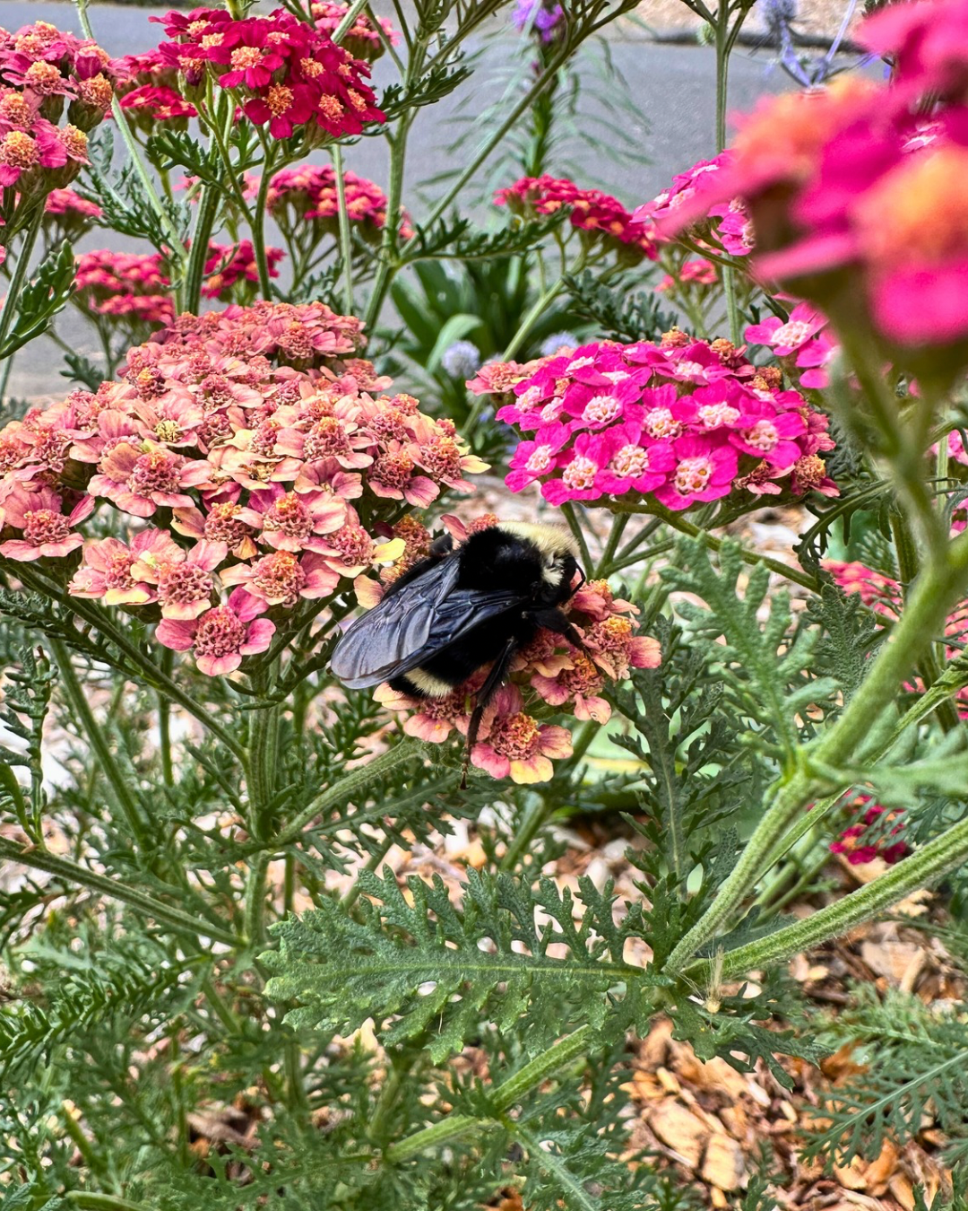 virtual follow up consultation