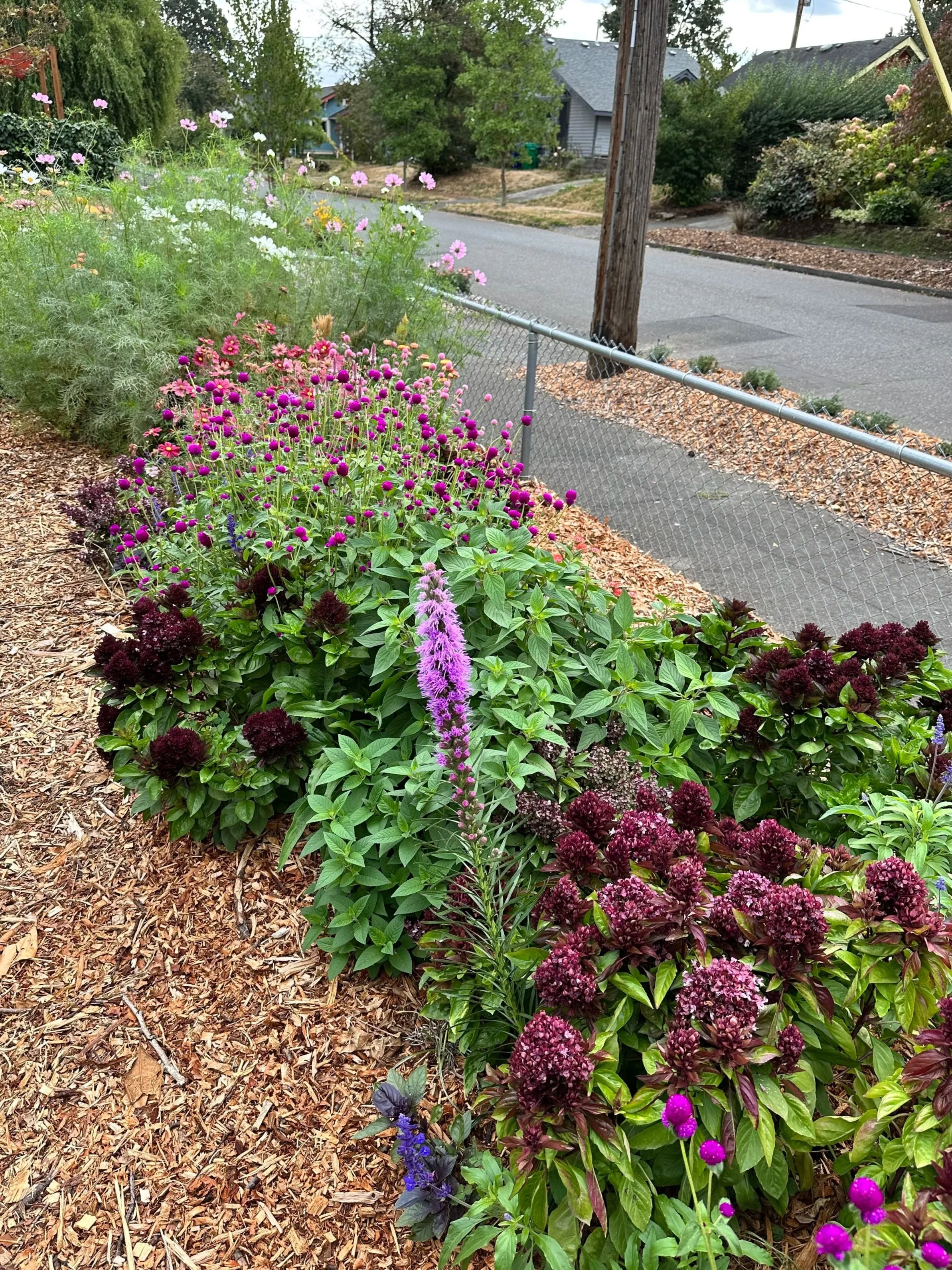 Colorful flower garden along a sidewalk with blooming purple, pink, and dark red flowers, a chain-link fence, and a street with a utility pole in a residential neighborhood.