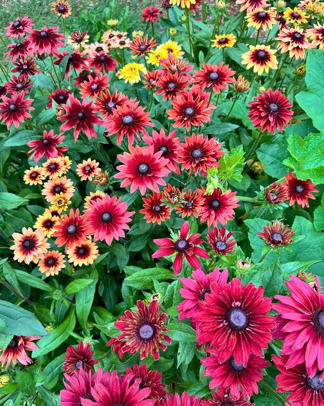 Cluster of red and yellow daisy-like flowers with dark centers and green foliage.
