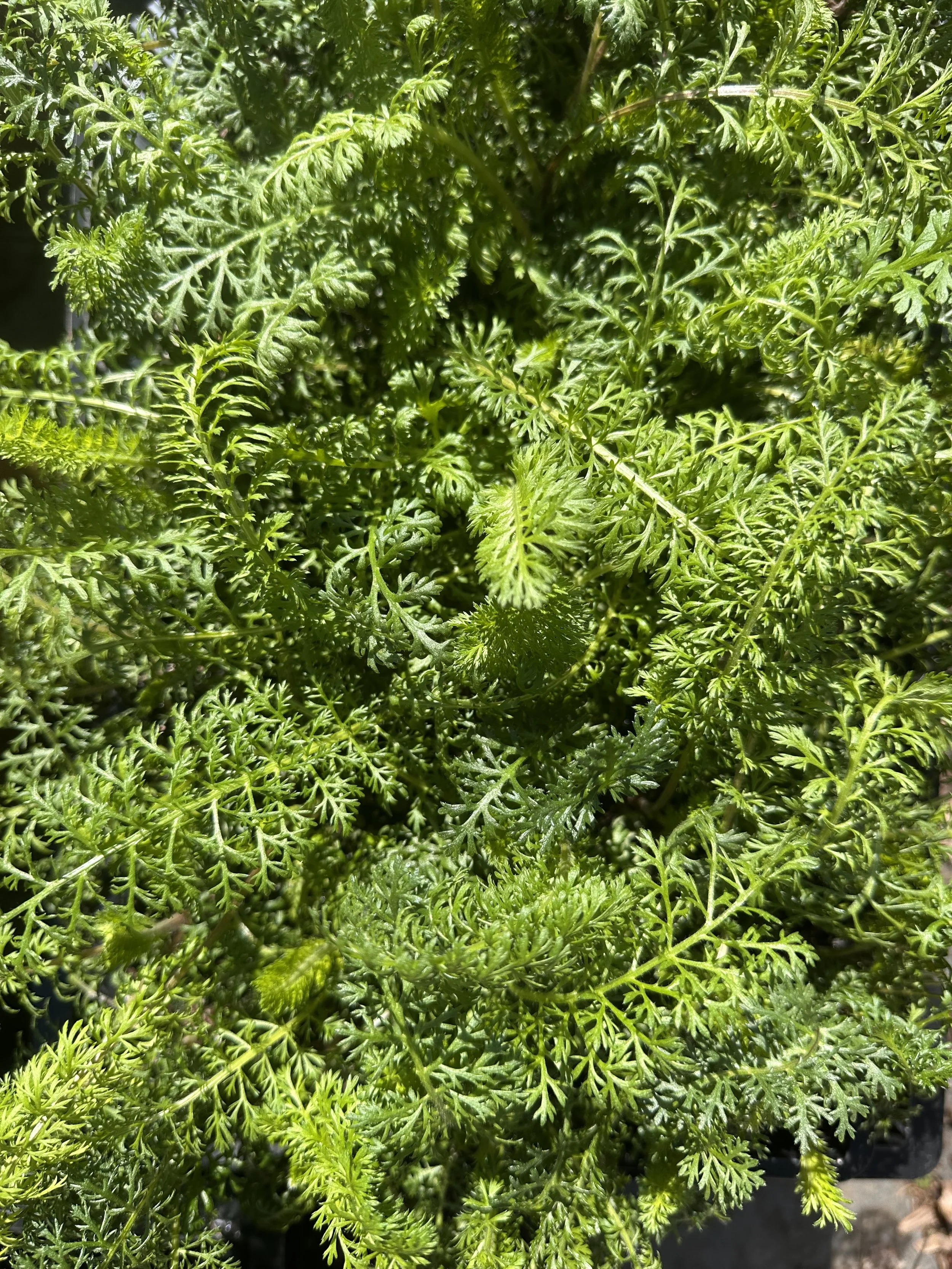 IMG_5523.jpeg (Copy)