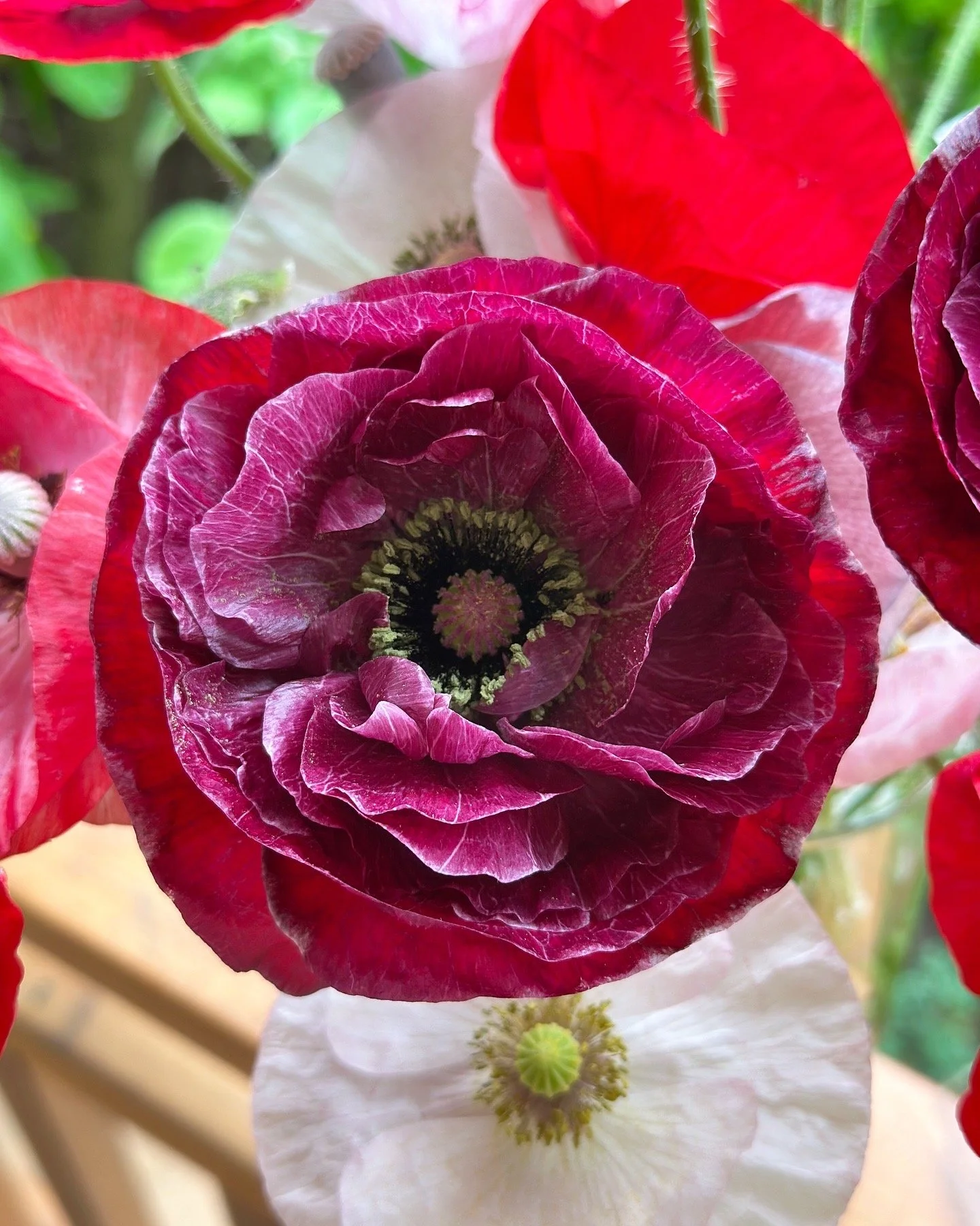 Close-up of vibrant purple, red, and white poppy flowers with detailed petals and centers.