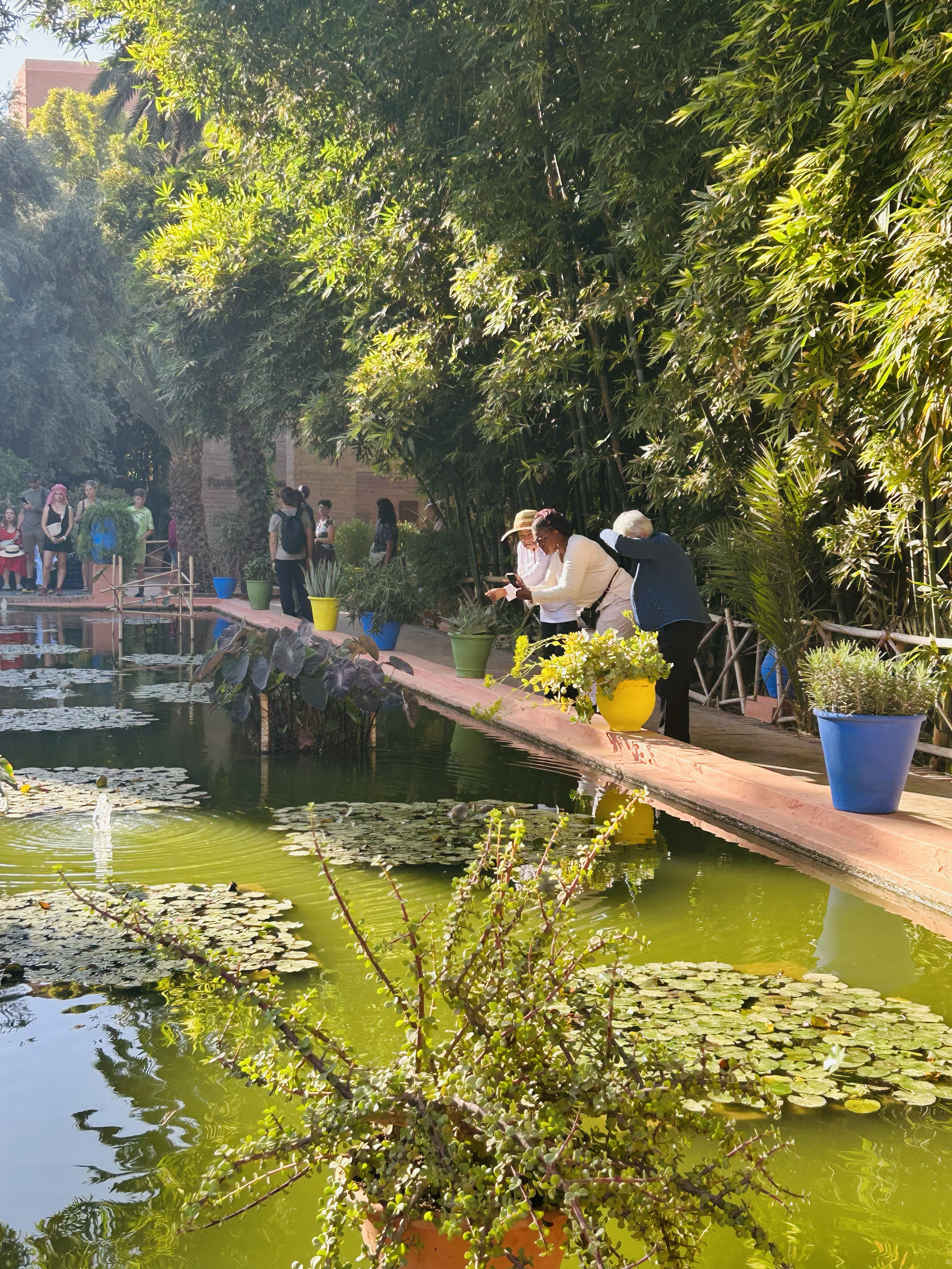People standing by a pond surrounded by lush green trees and potted plants.
