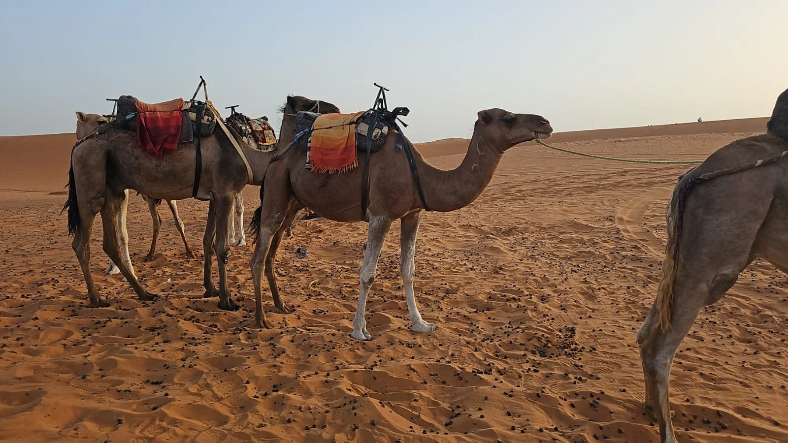 A line of camels with saddles and colorful blankets stands in a desert with sand dunes, under a cloudy sky.
