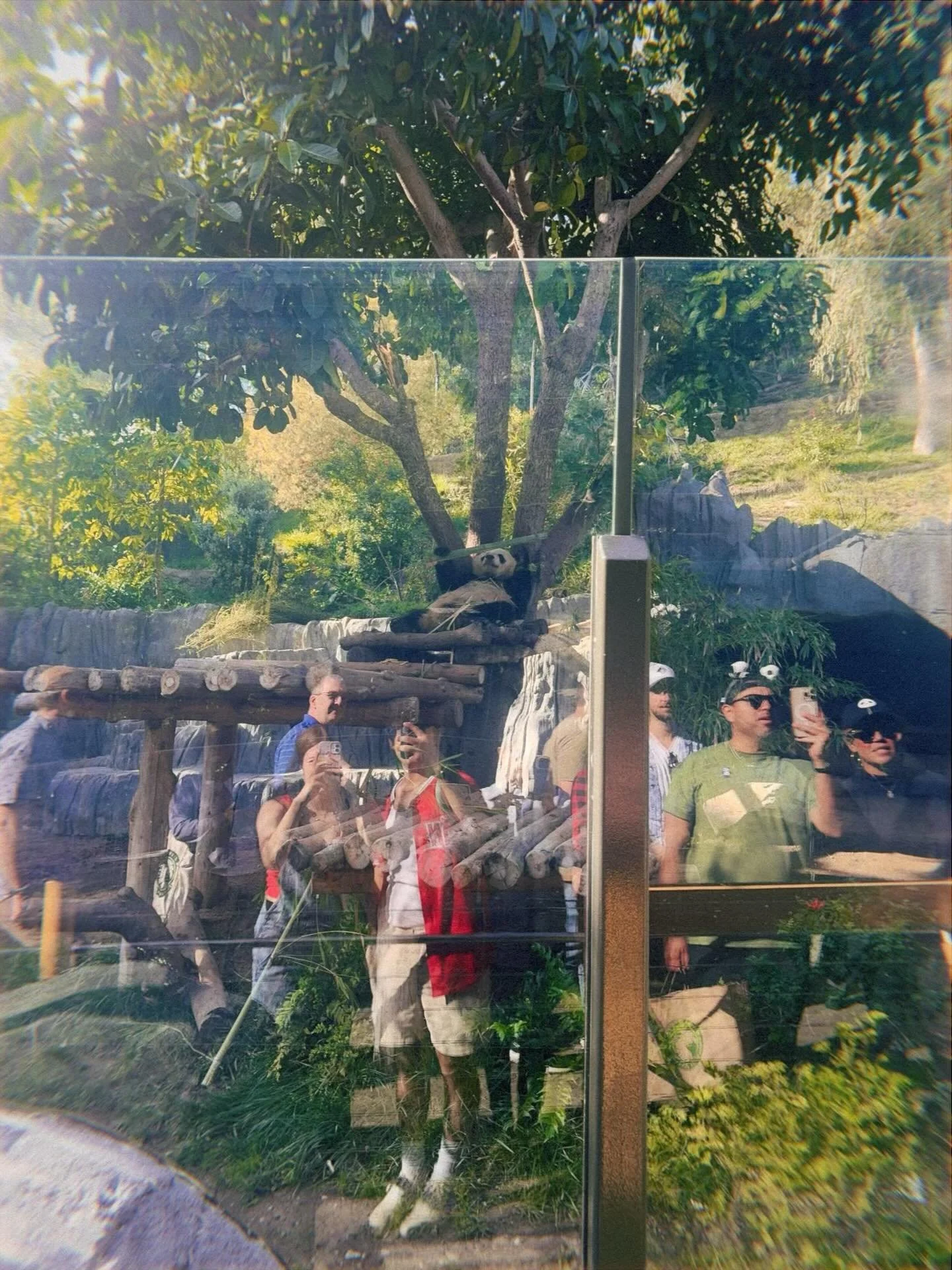 Always a good time seeing some critters with @brookehallidayy 🐼❤️🐢

Happy Valentine&rsquo;s Day my love!!!🙉