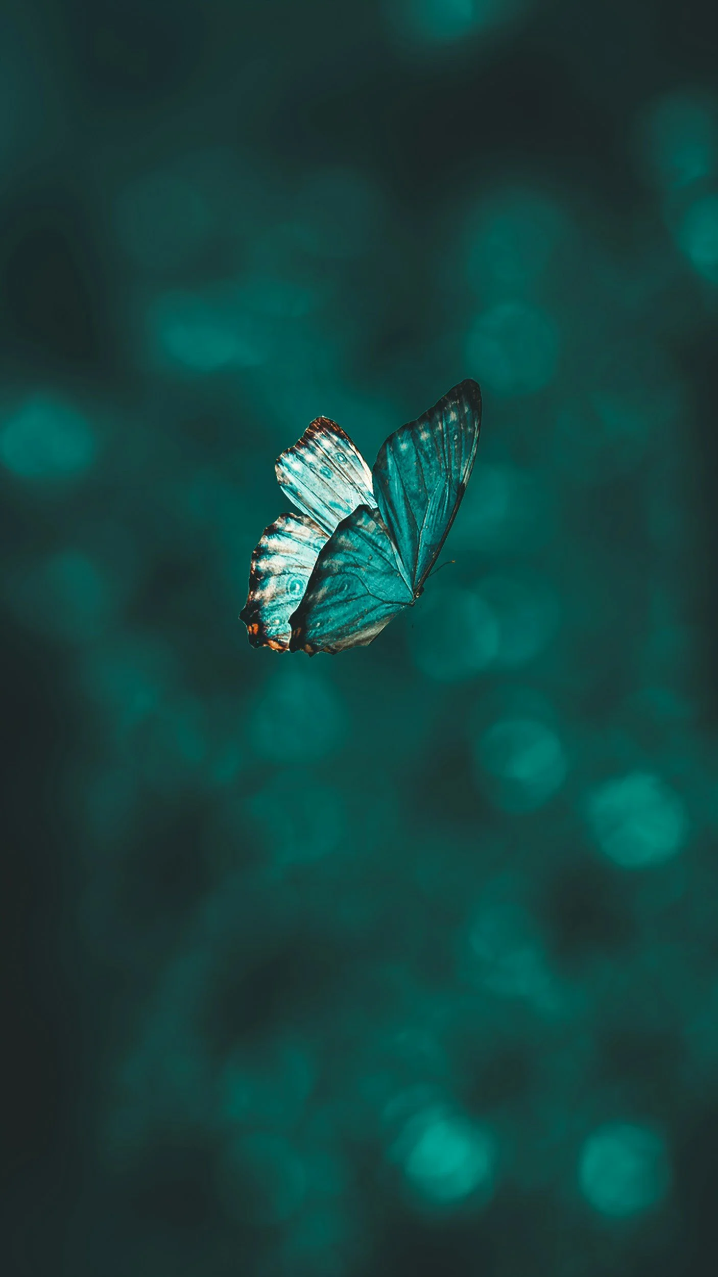A blue butterfly flying against a dark, bokeh background.