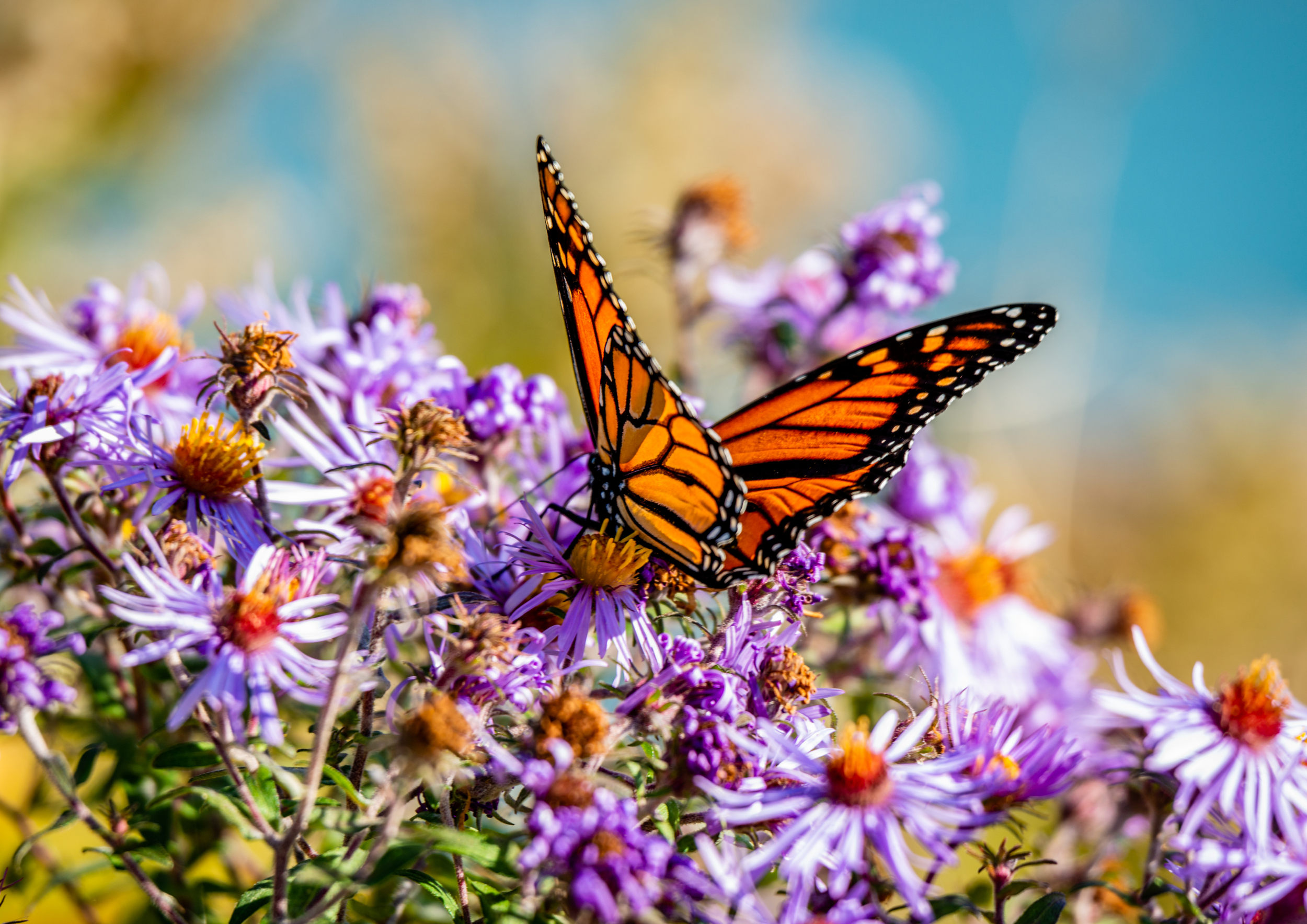 A Monarch butterfly perched on purple aster flowers in a garden with a blurred blue sky background.