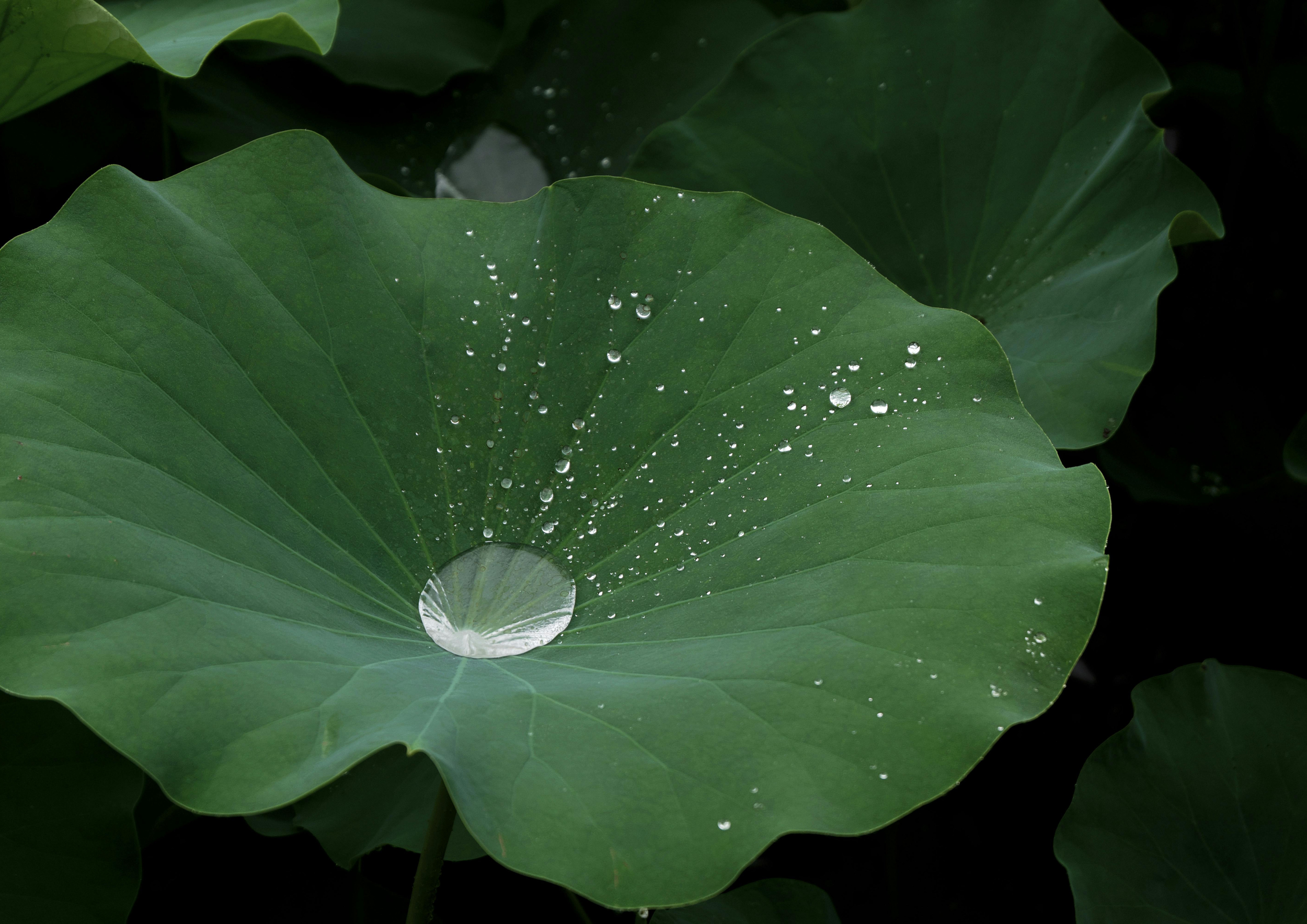 Close-up of a large green lotus leaf with water droplets on its surface.