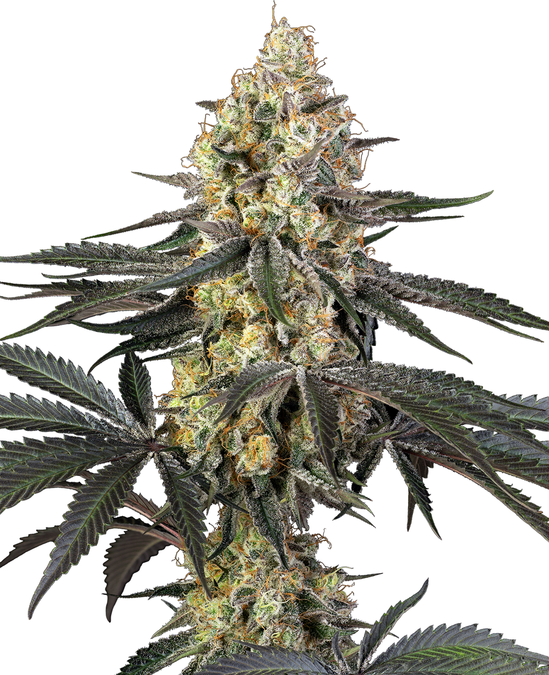 Orange Papaya