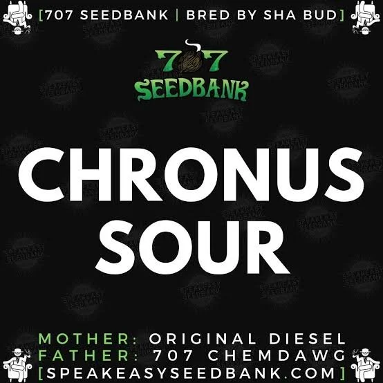 Chronus Sour.JPG