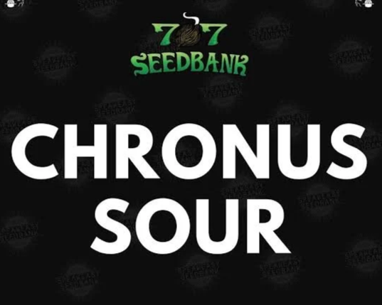 707 Seed Bank Cronus Sour Clone (1) Indica Leaning