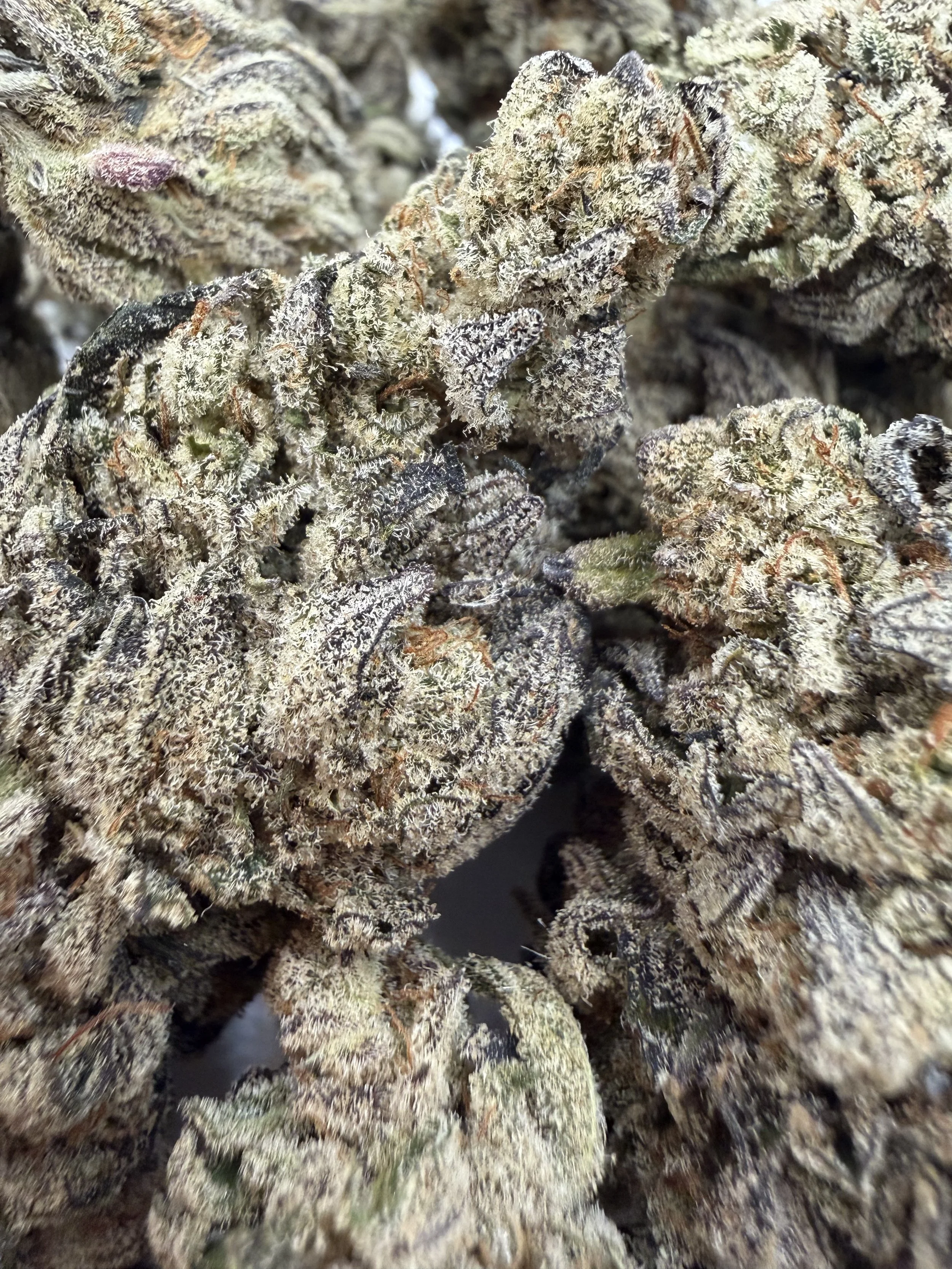 Chimera x Guava Day
