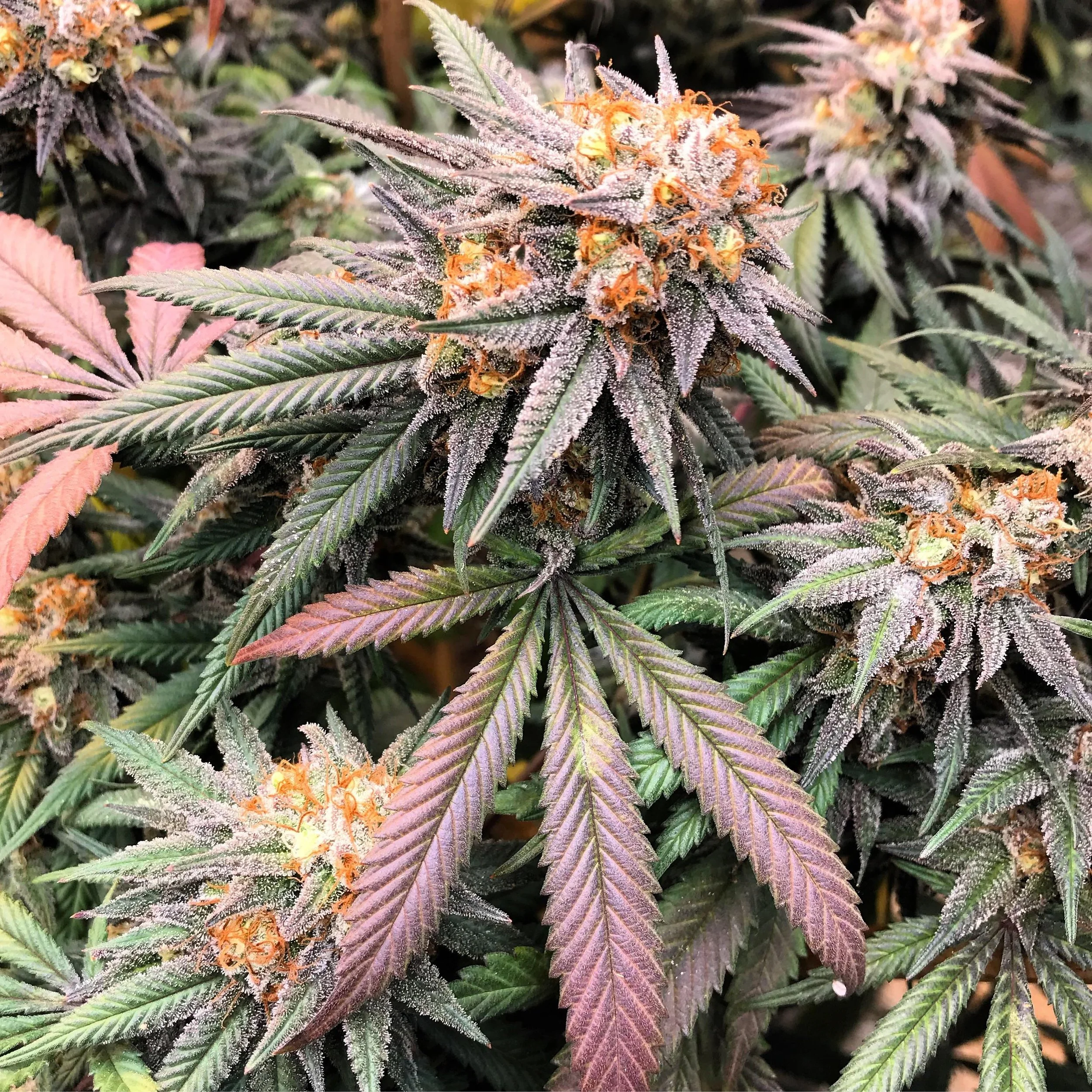 Rare Dank Lemon Oasis.JPG