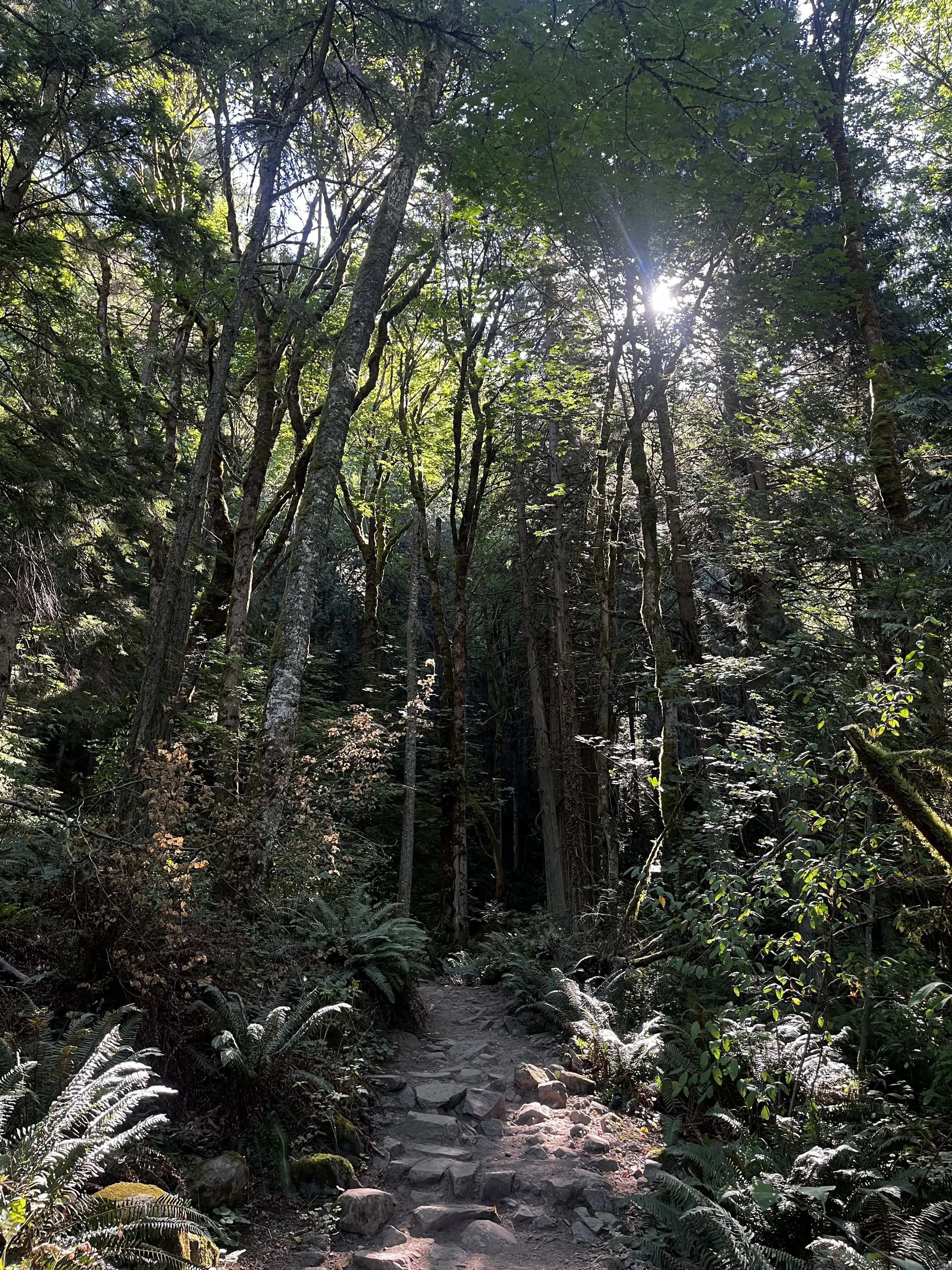 Embodied Clarity Session (Single 90 Minute Deep Dive)