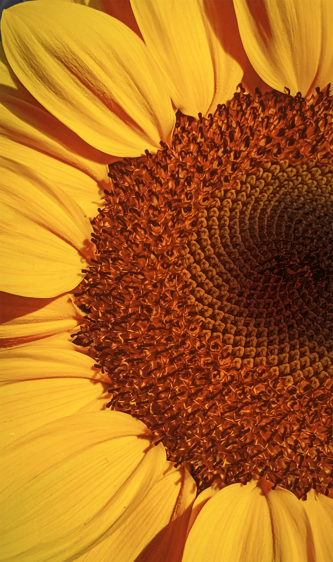 Macro photograph of a sunflower