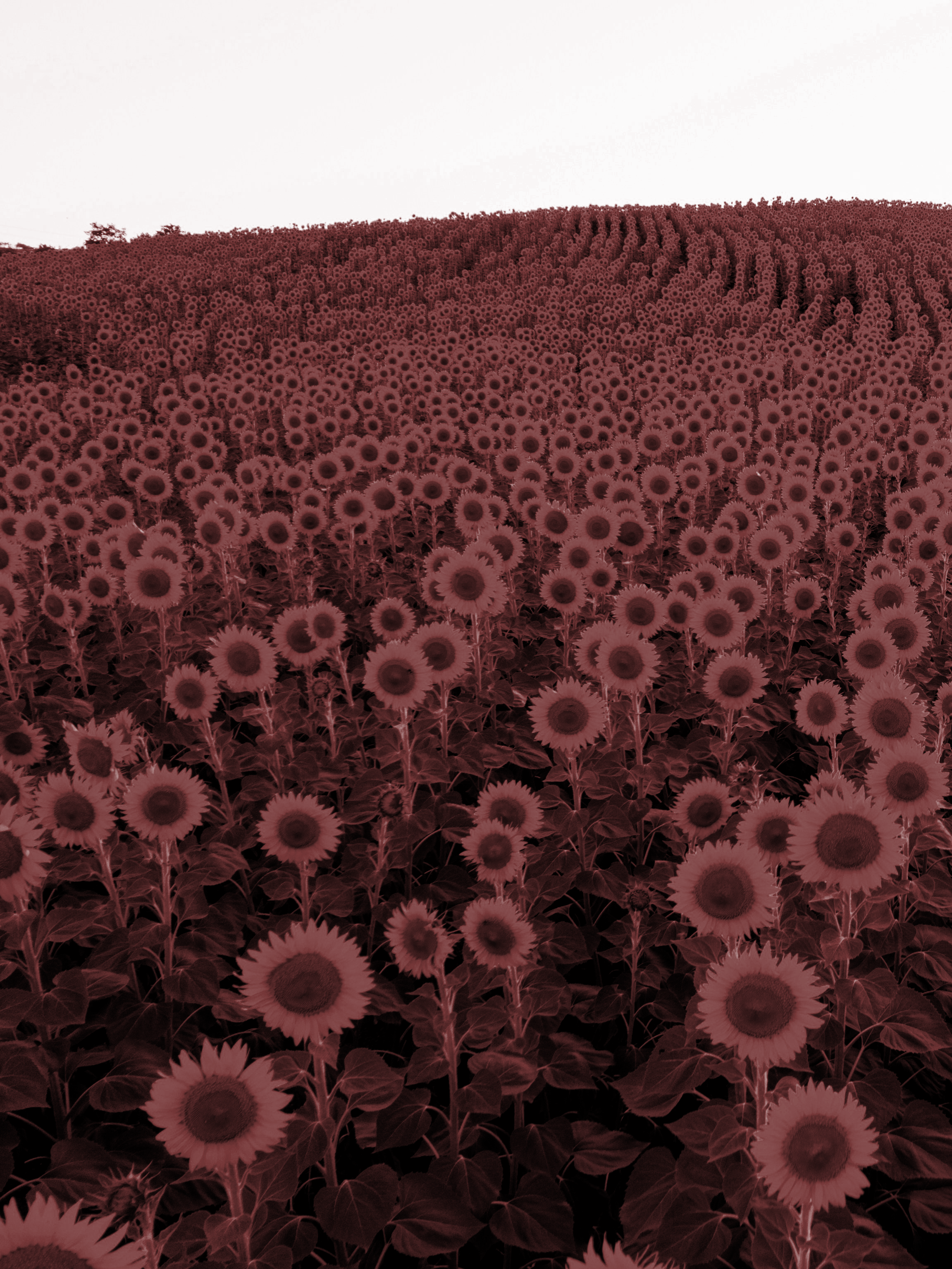 Full field of sunflowers
