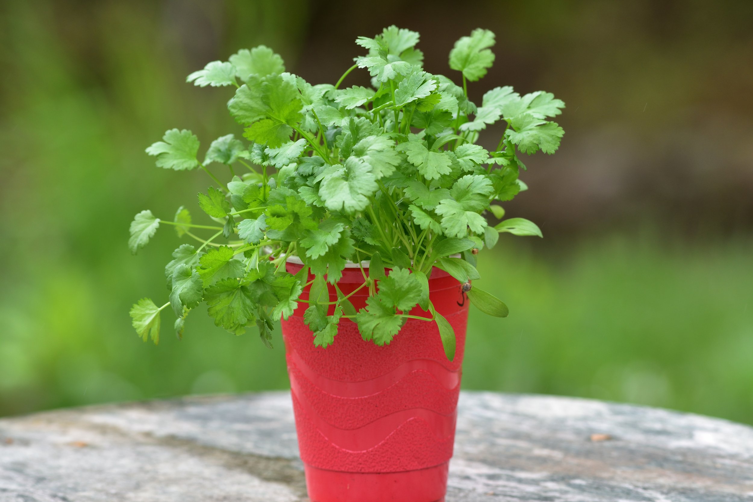 Cilantro Plant