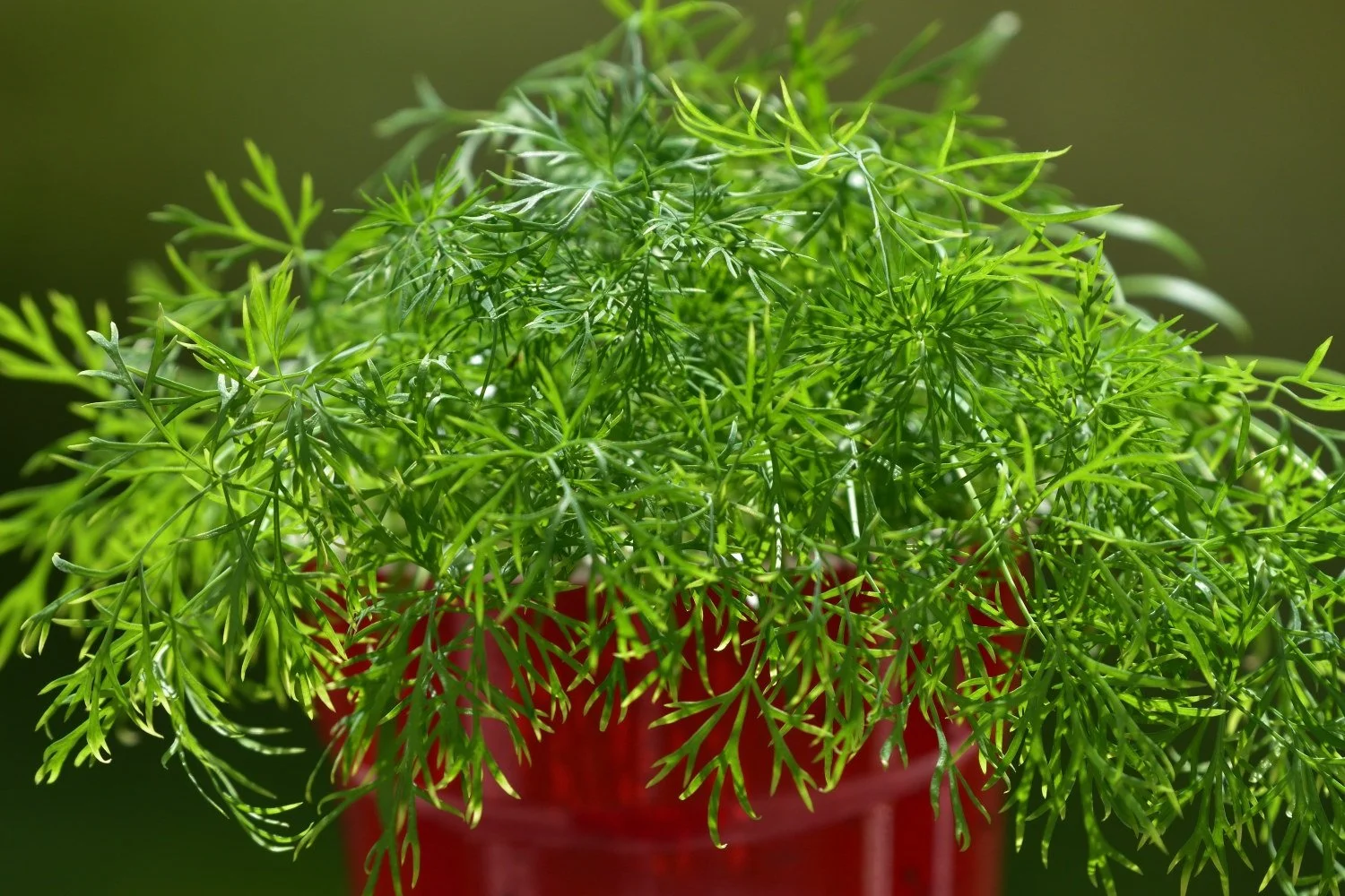 Dill Plant