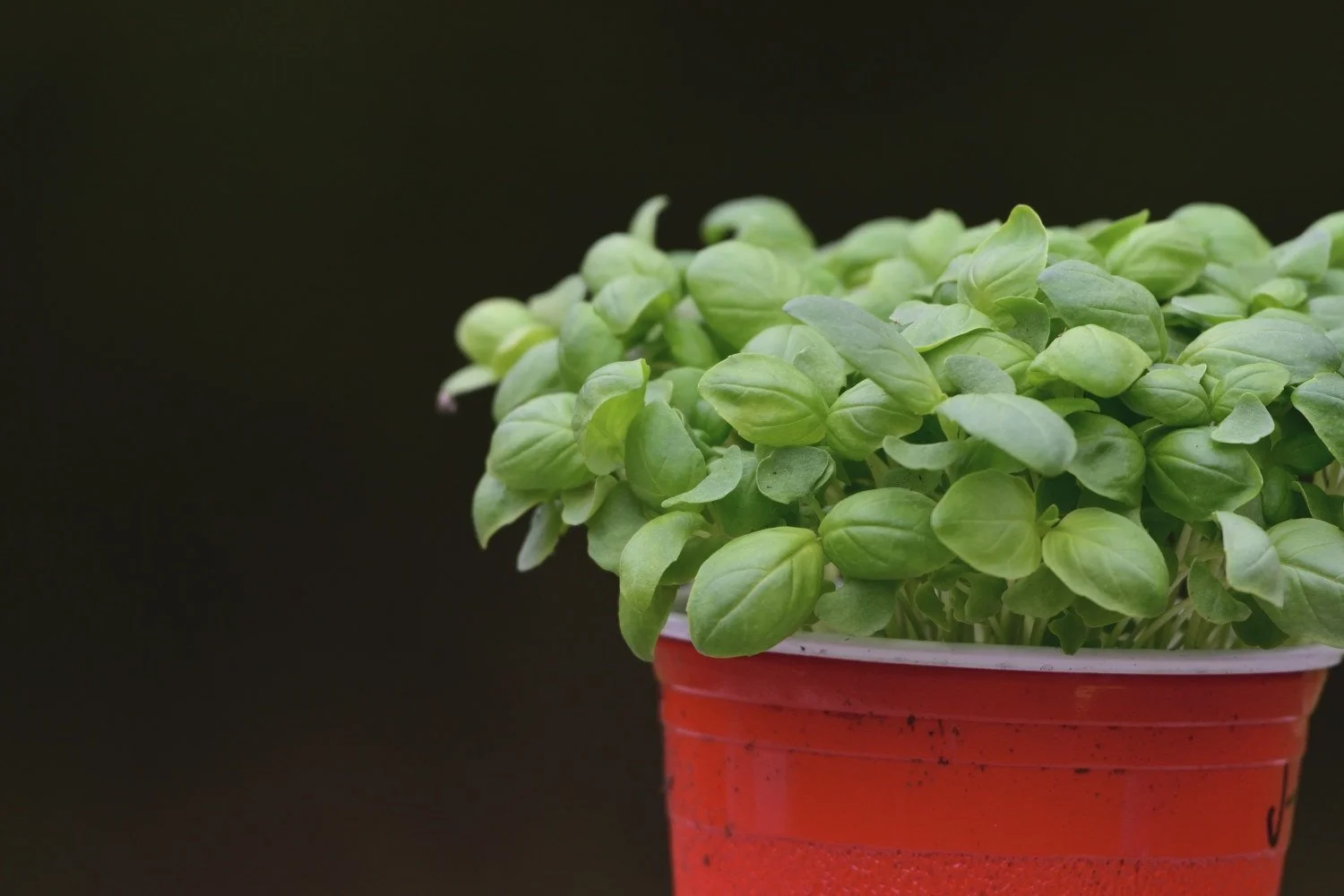 Basil Plant