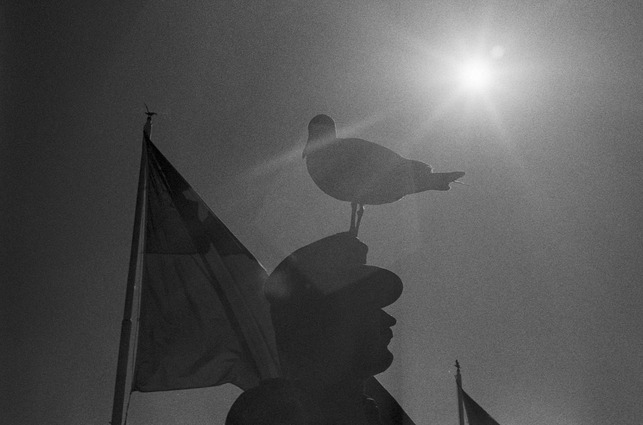 El piloto Pardo y una paloma (Valparaíso, 2021)