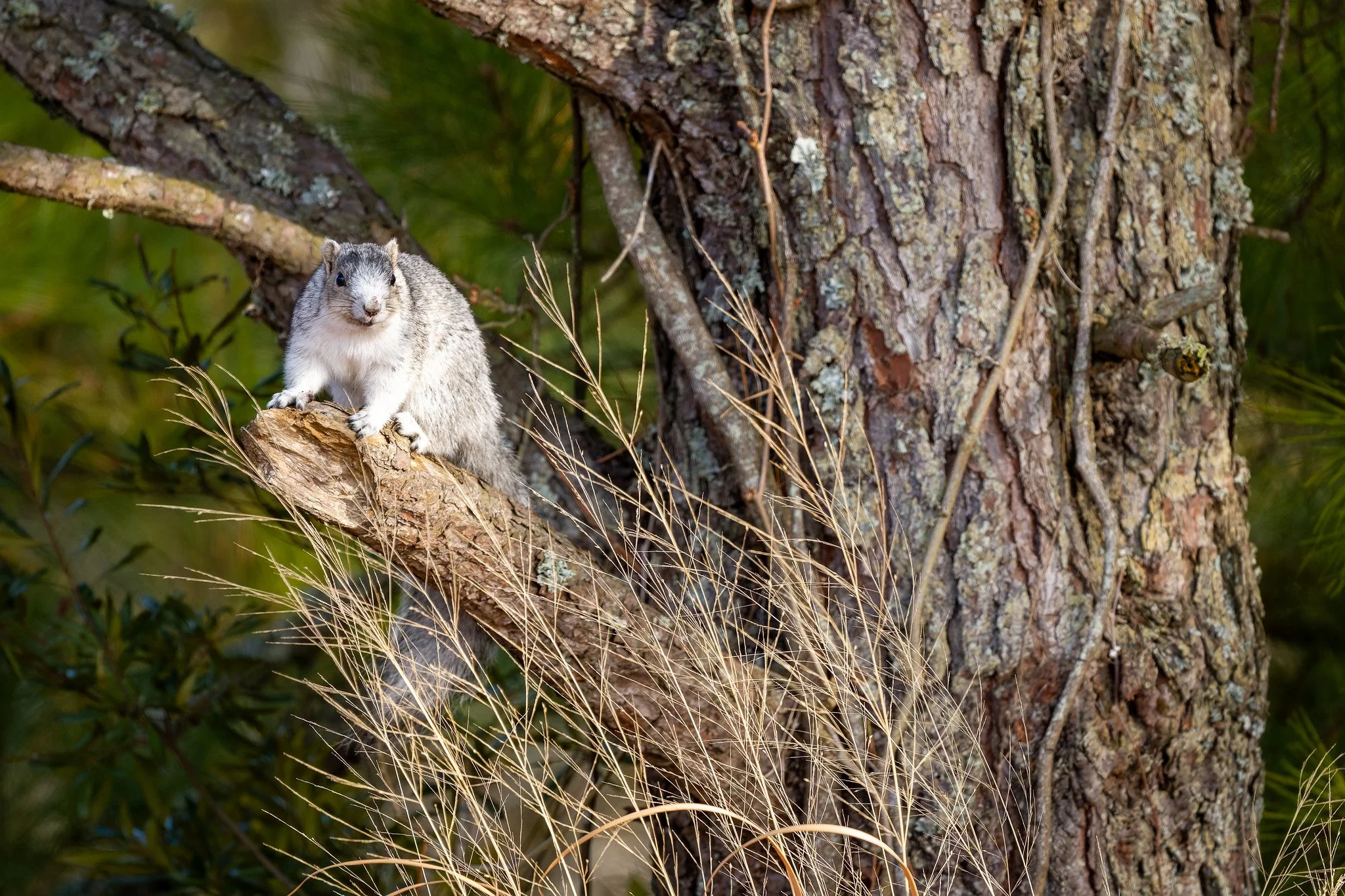 Delmarva fox squirrel