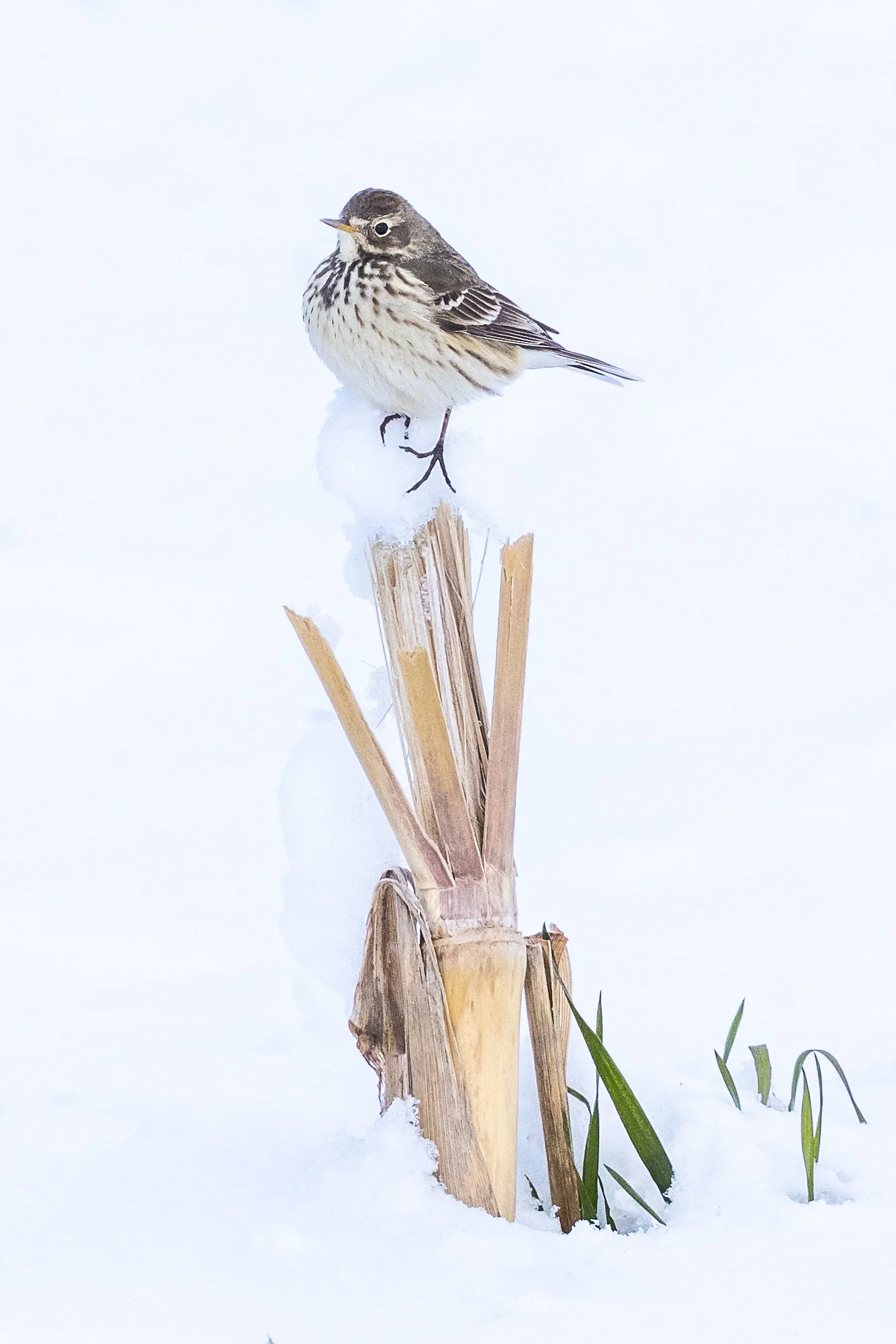 Pipit