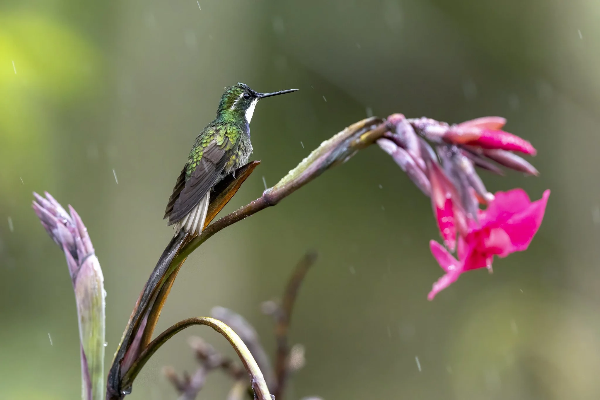TOPAZ PHOTO (studio)