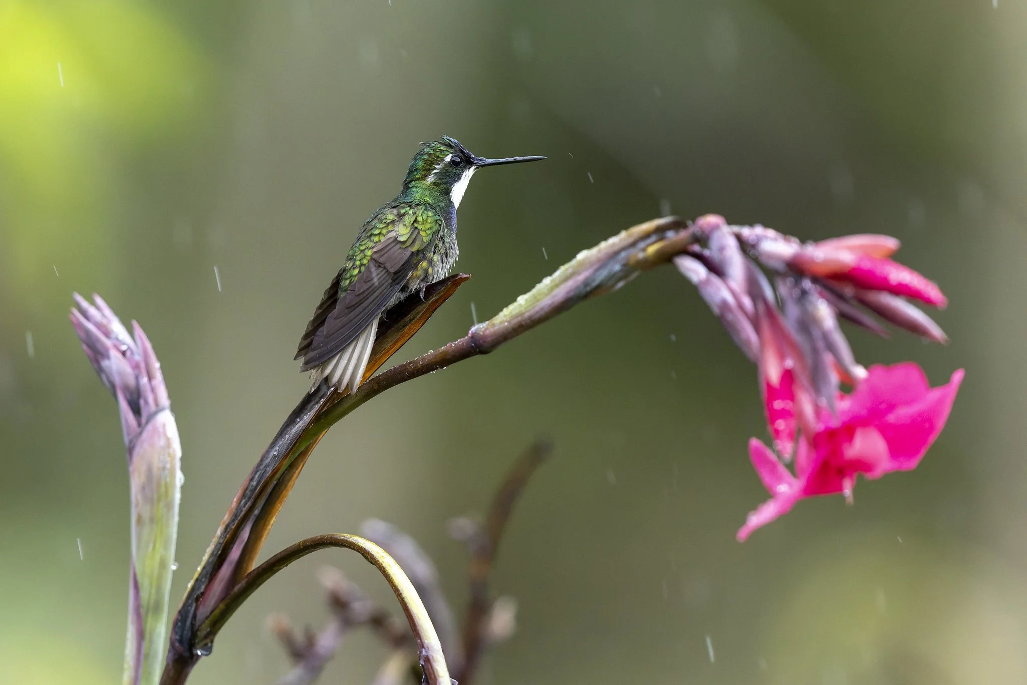 DxO PureRaw 5_DeepPRIME 3