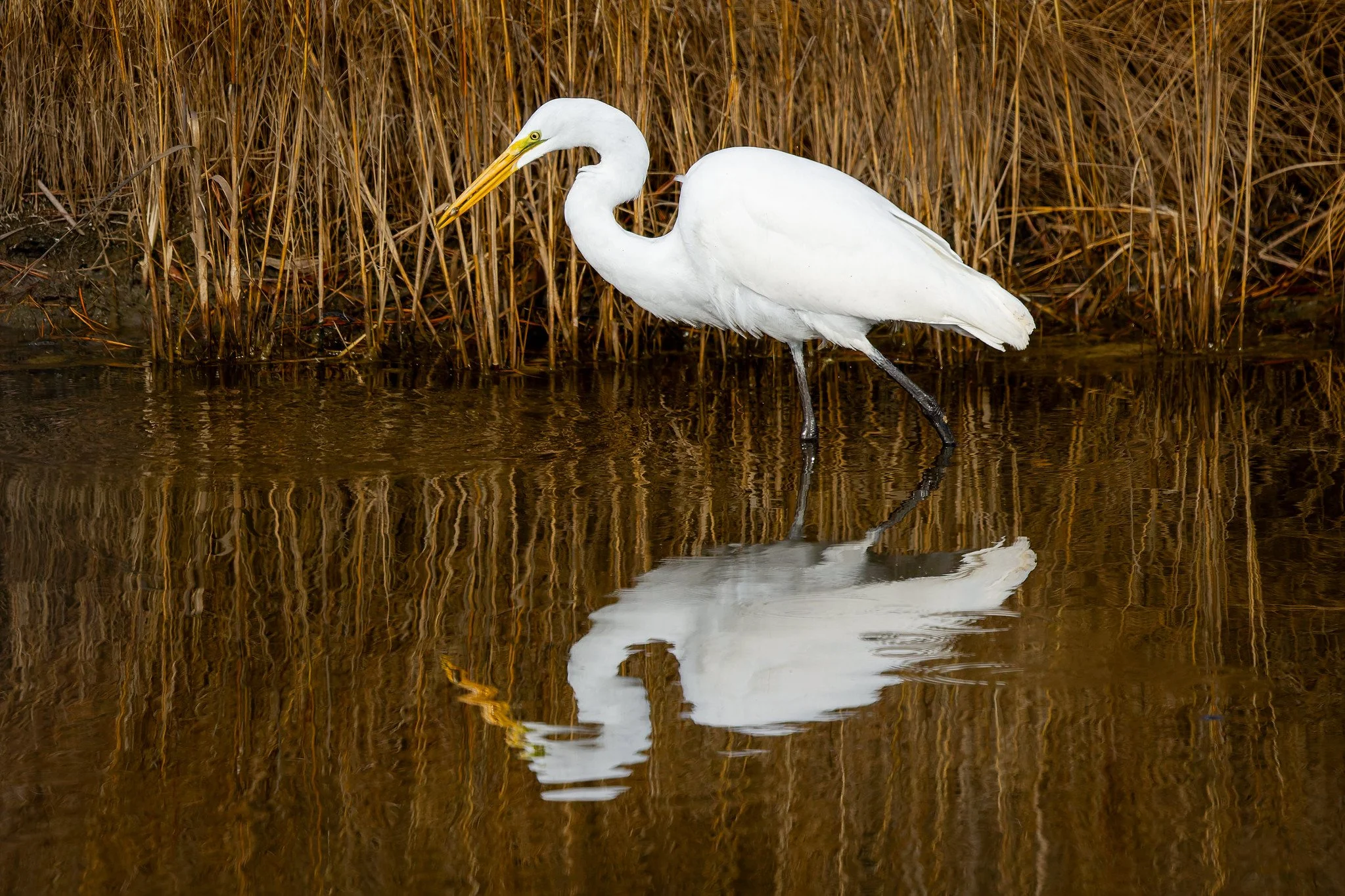 Great egret
