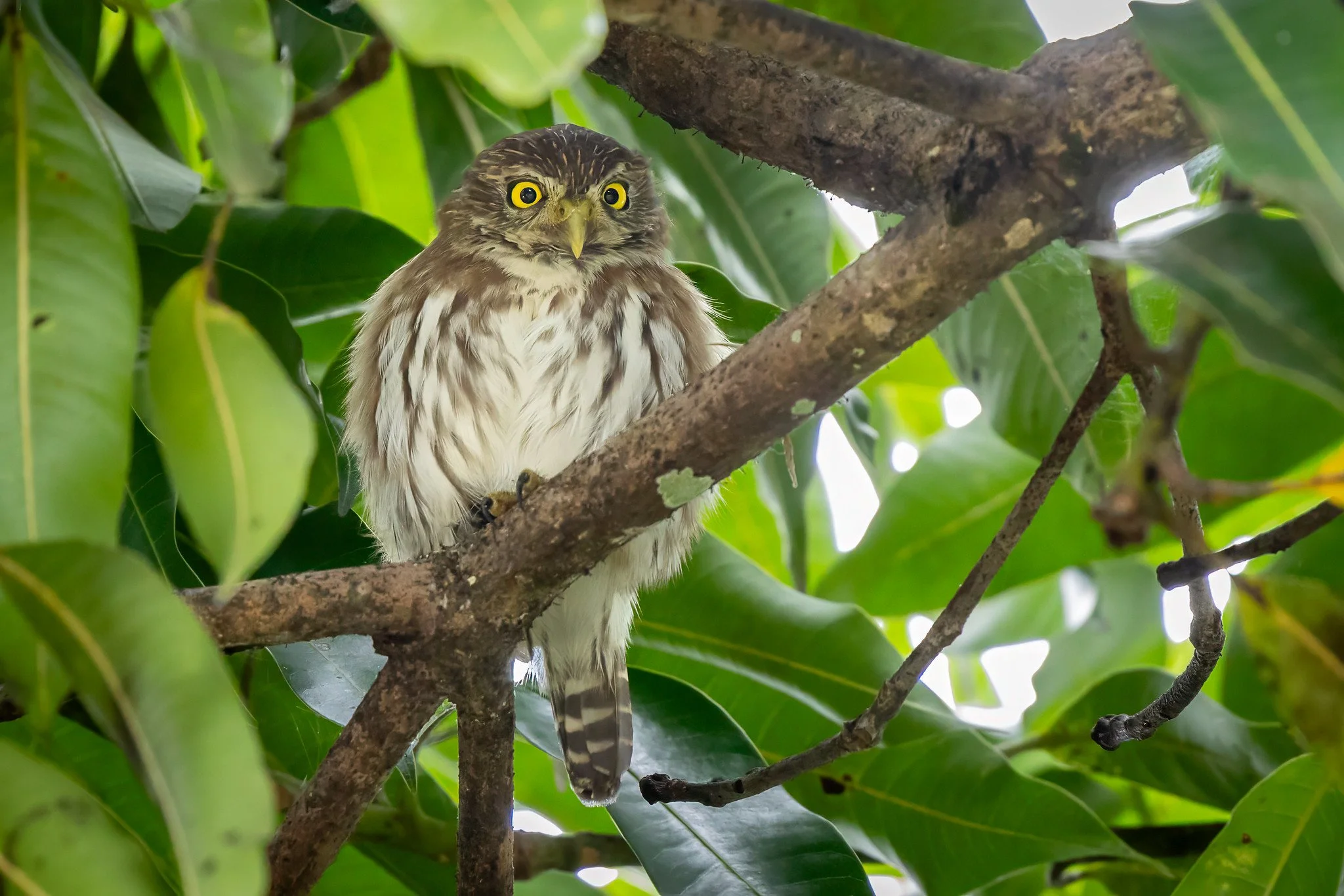 Ferruginous Pygmy-owl