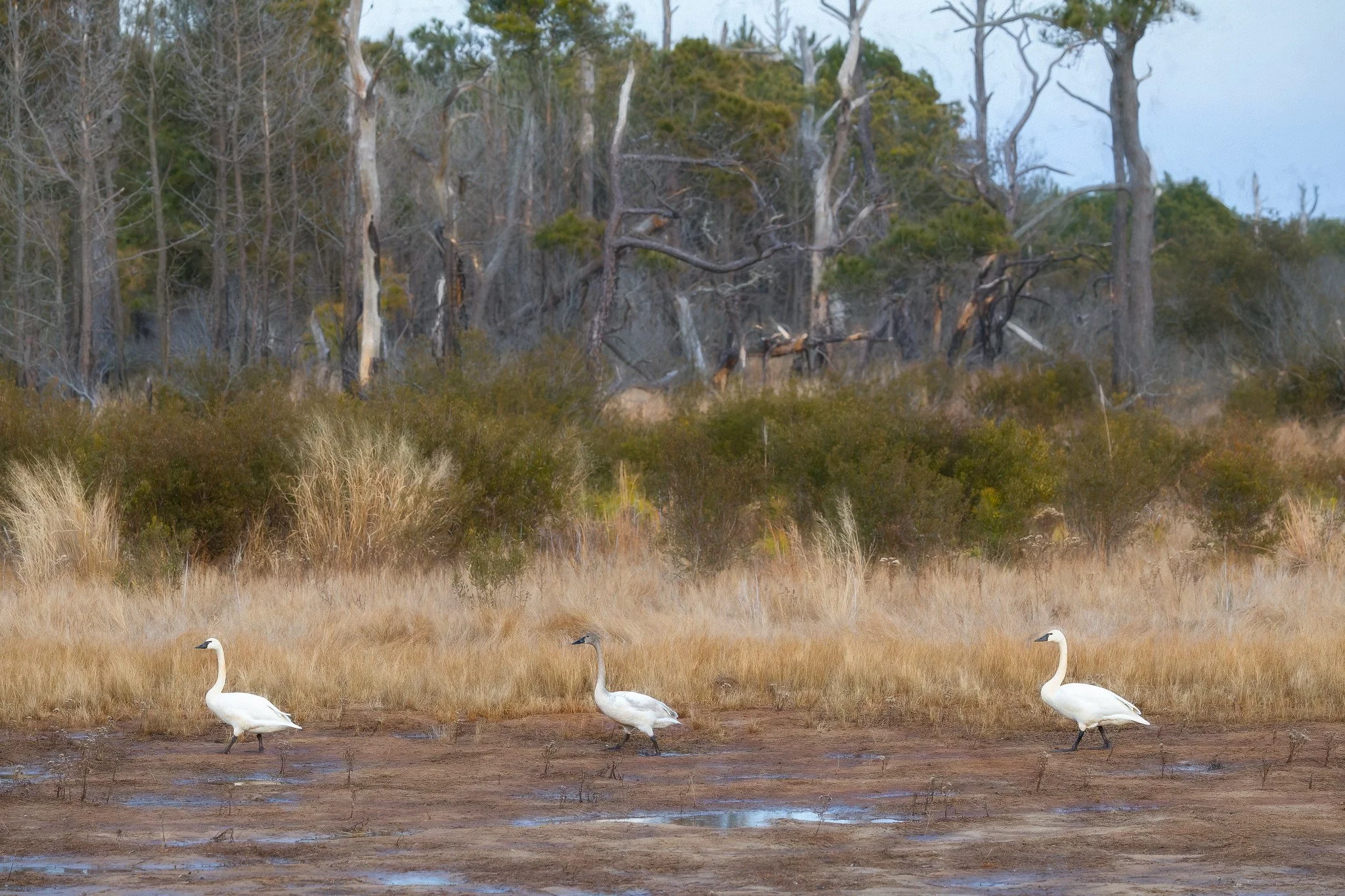 Tundra swans