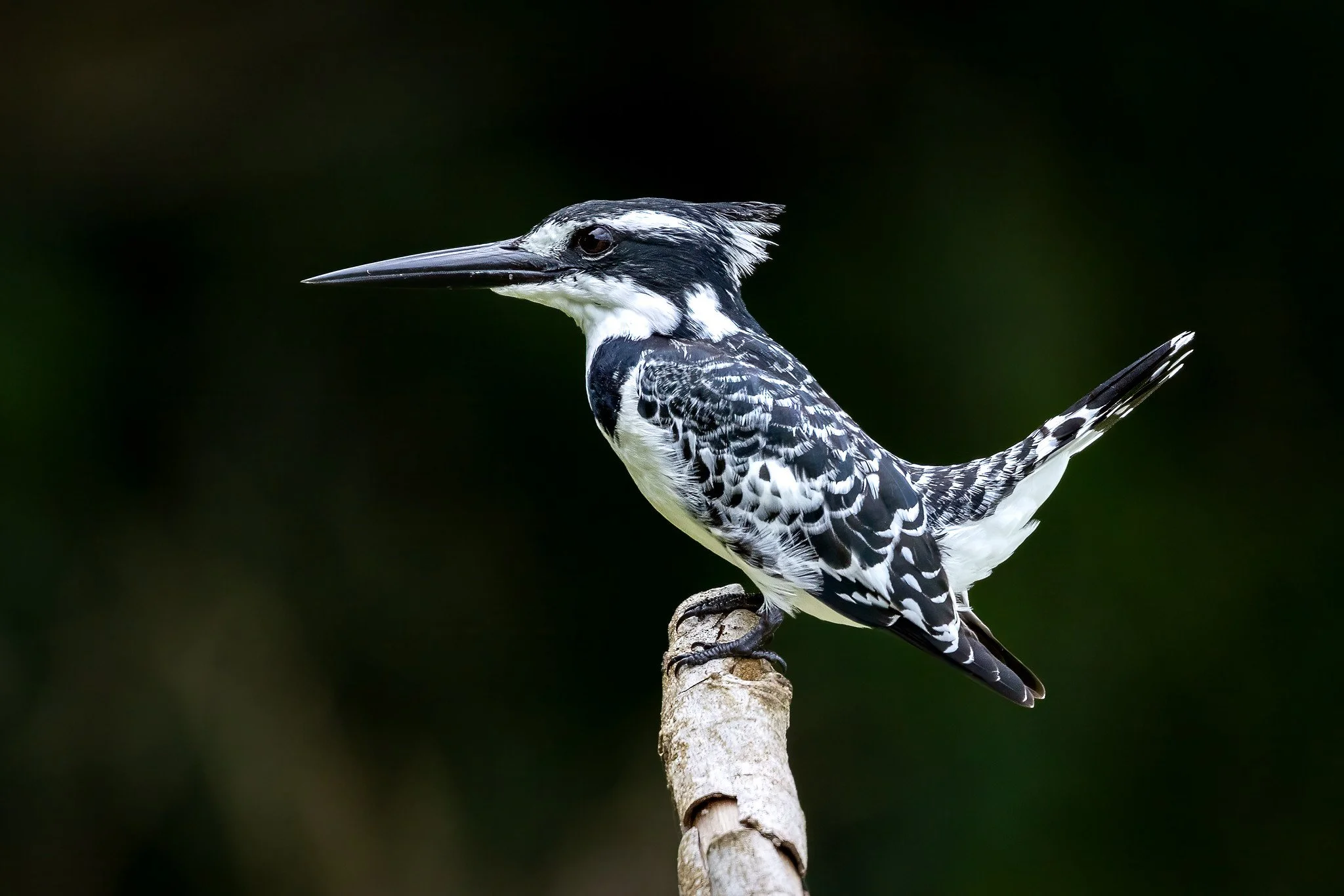 Pied kingfisher