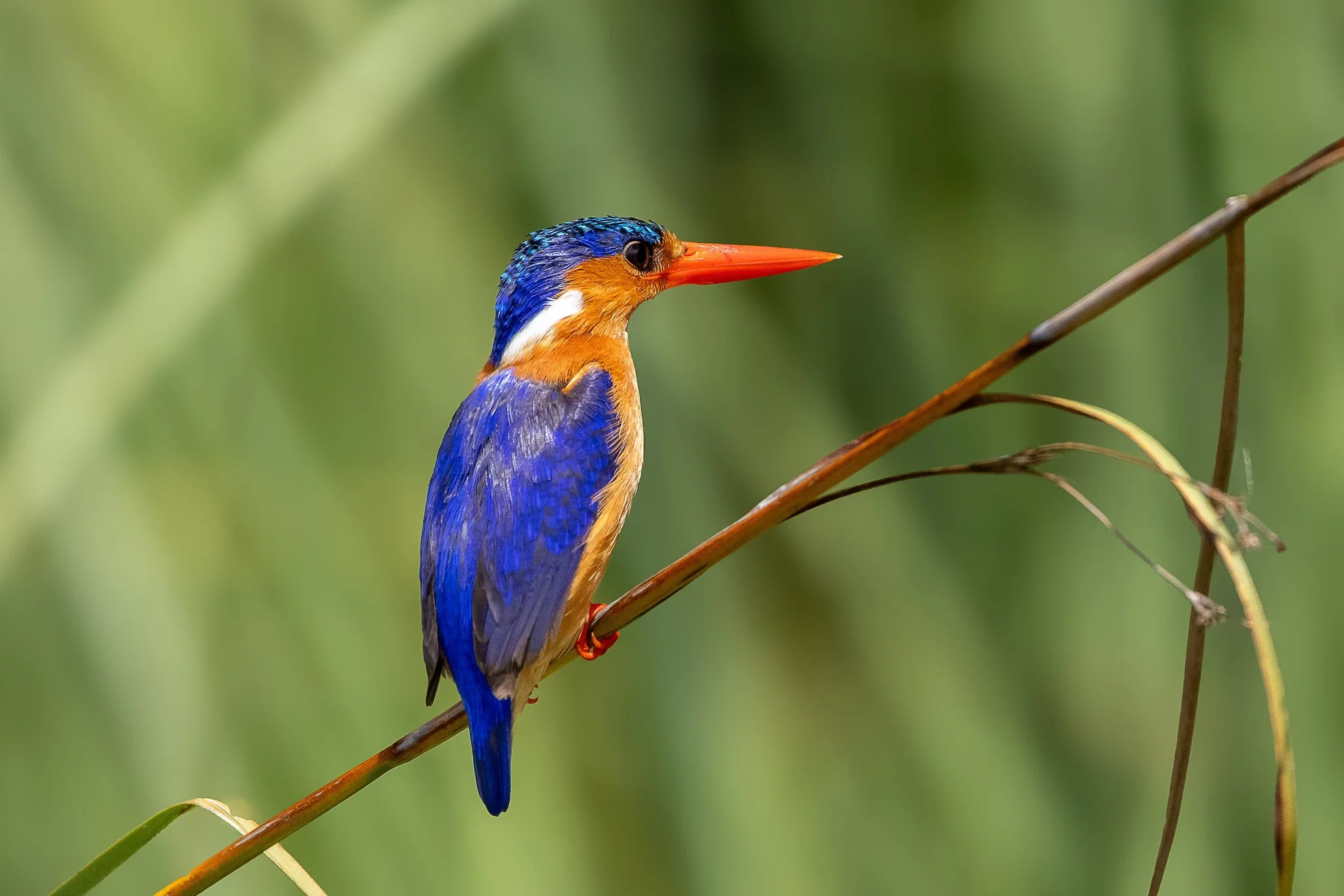 Malachite kingfisher