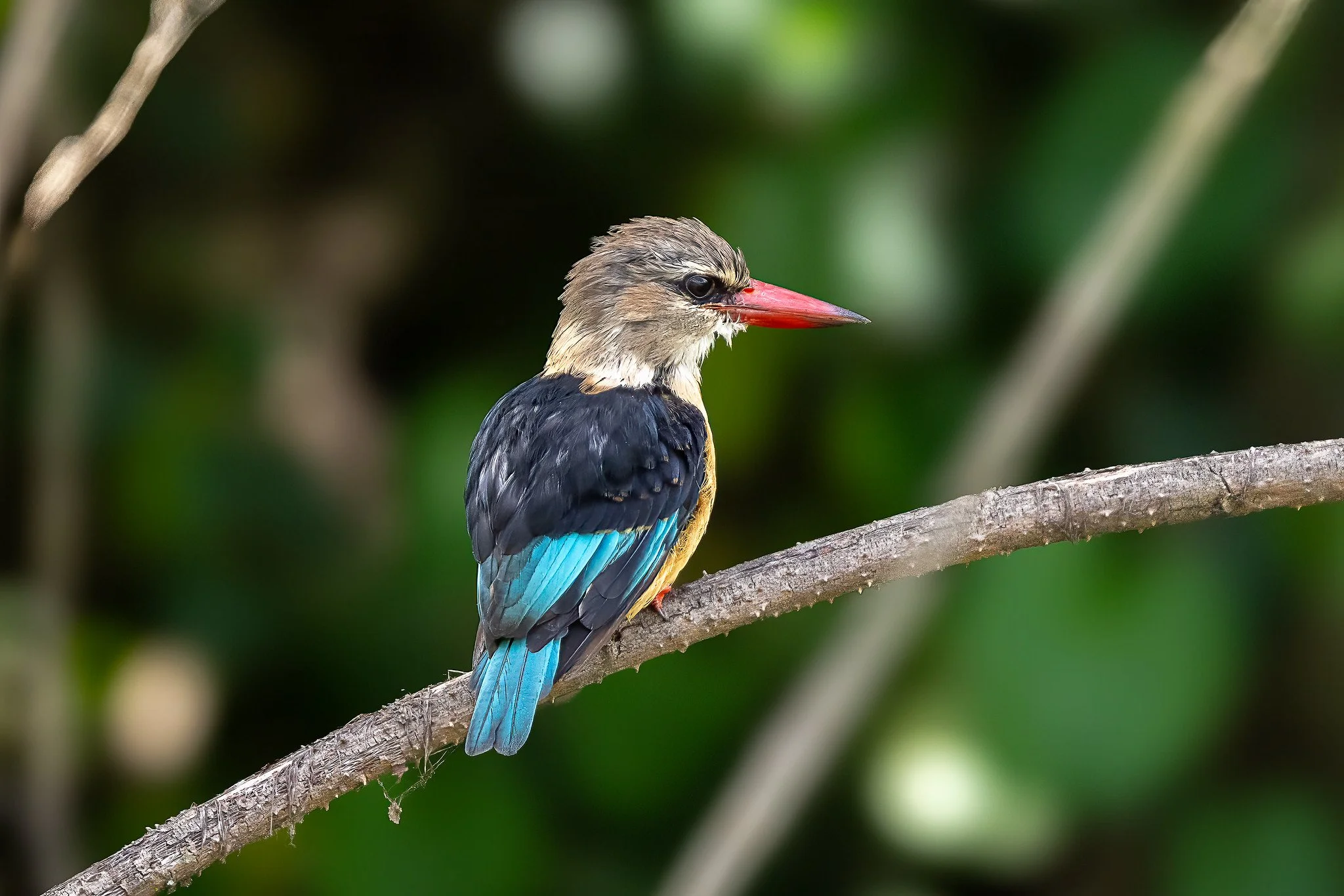 Woodland kingfisher