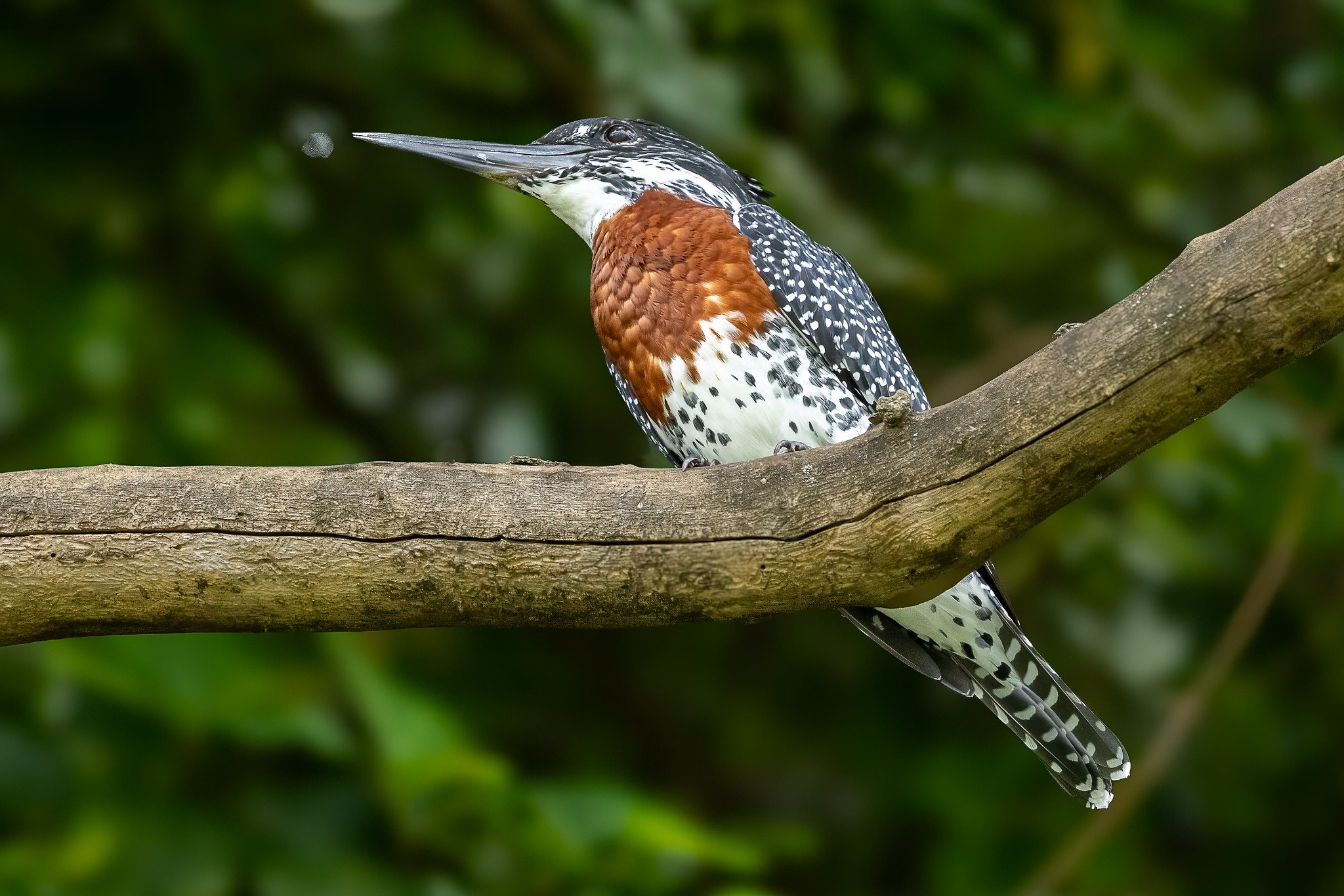Giant kingfisher