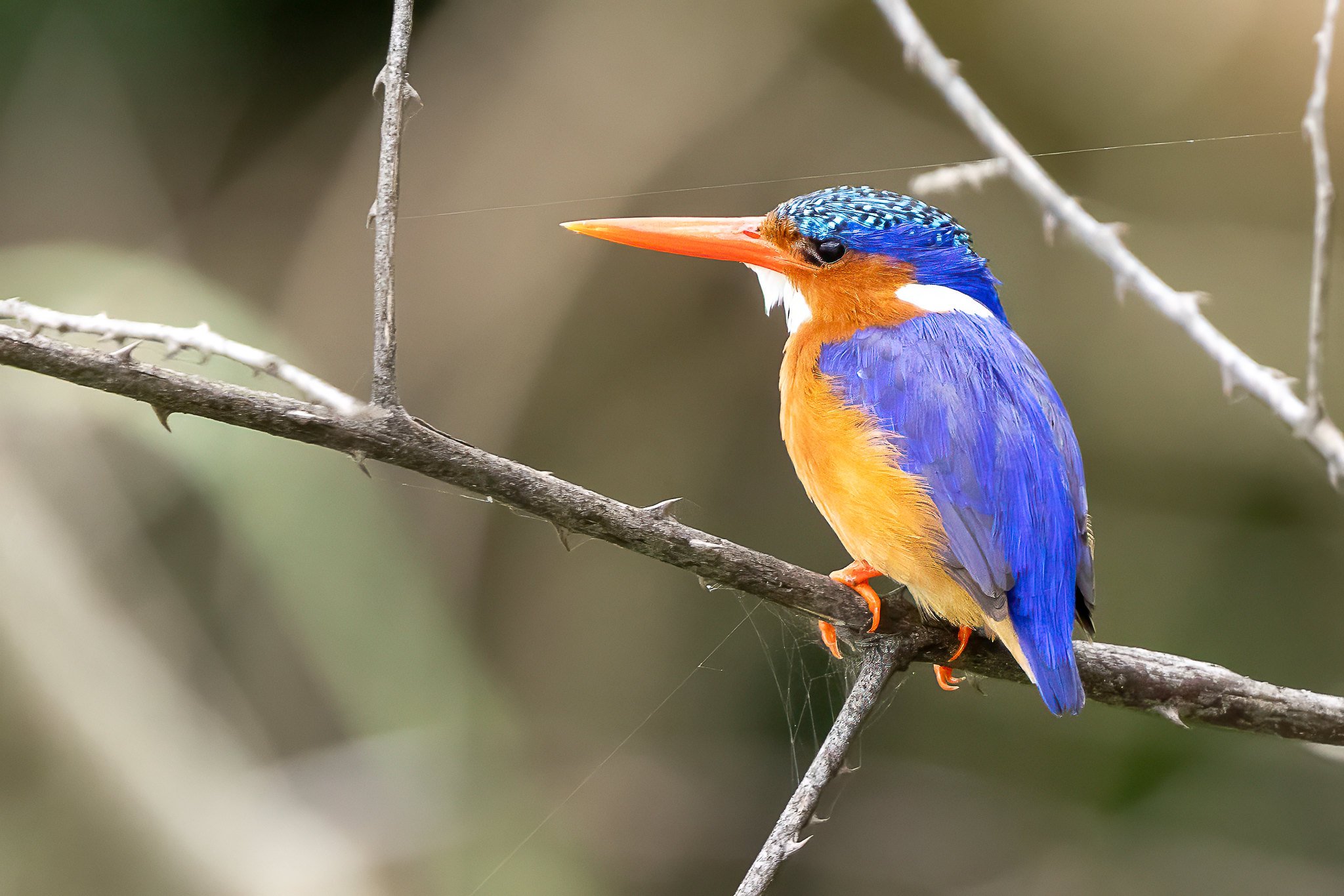 Malachite kingfisher
