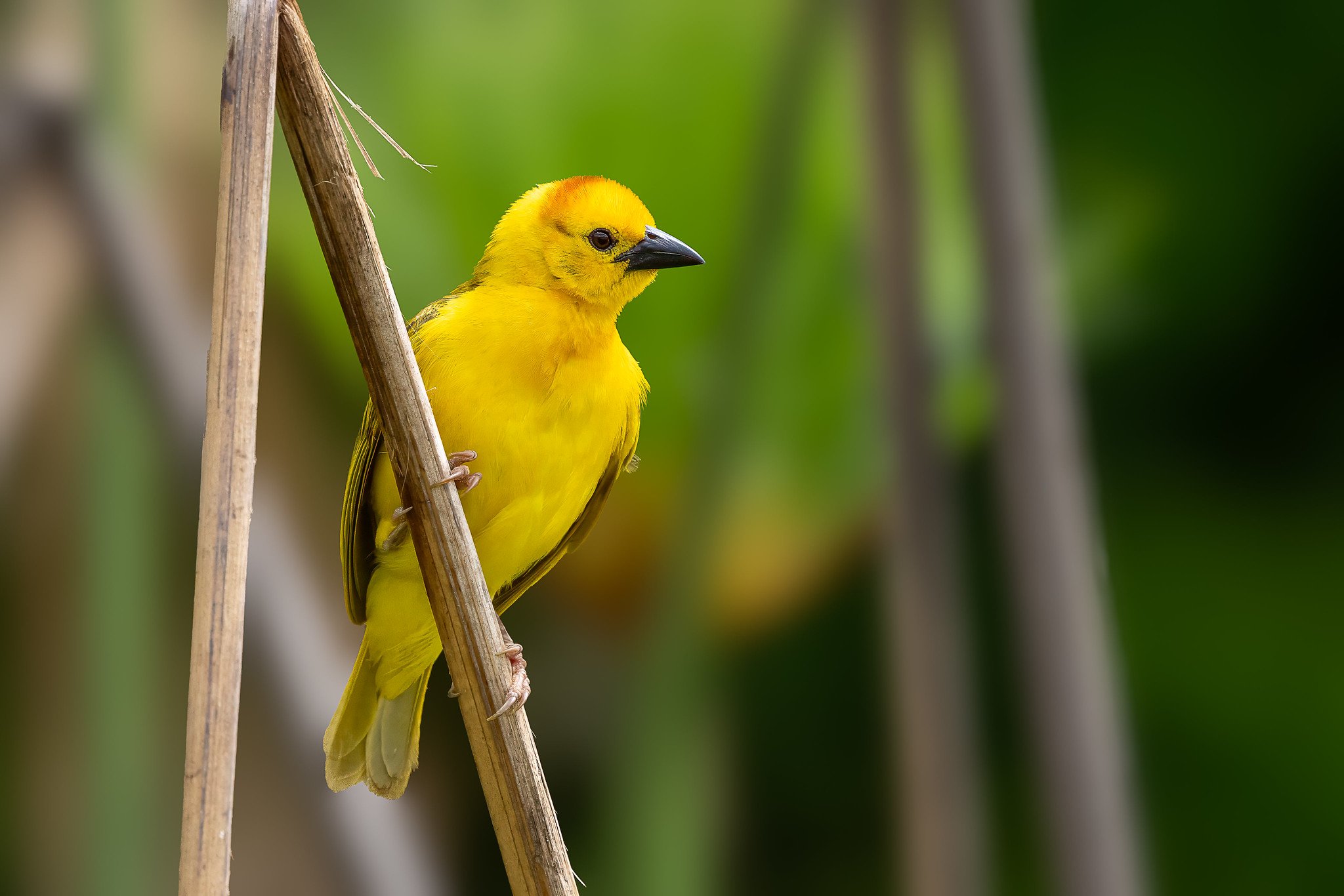 Taveta Golden Weaver