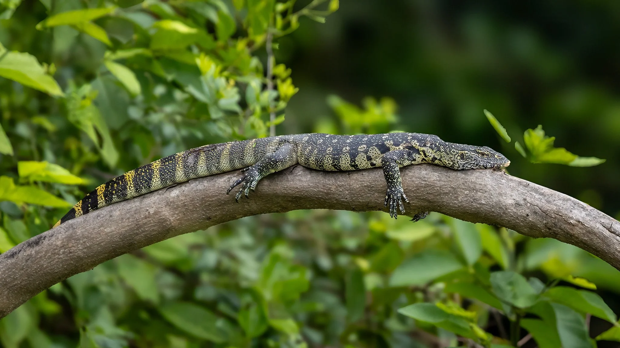 Nile monitor lizard