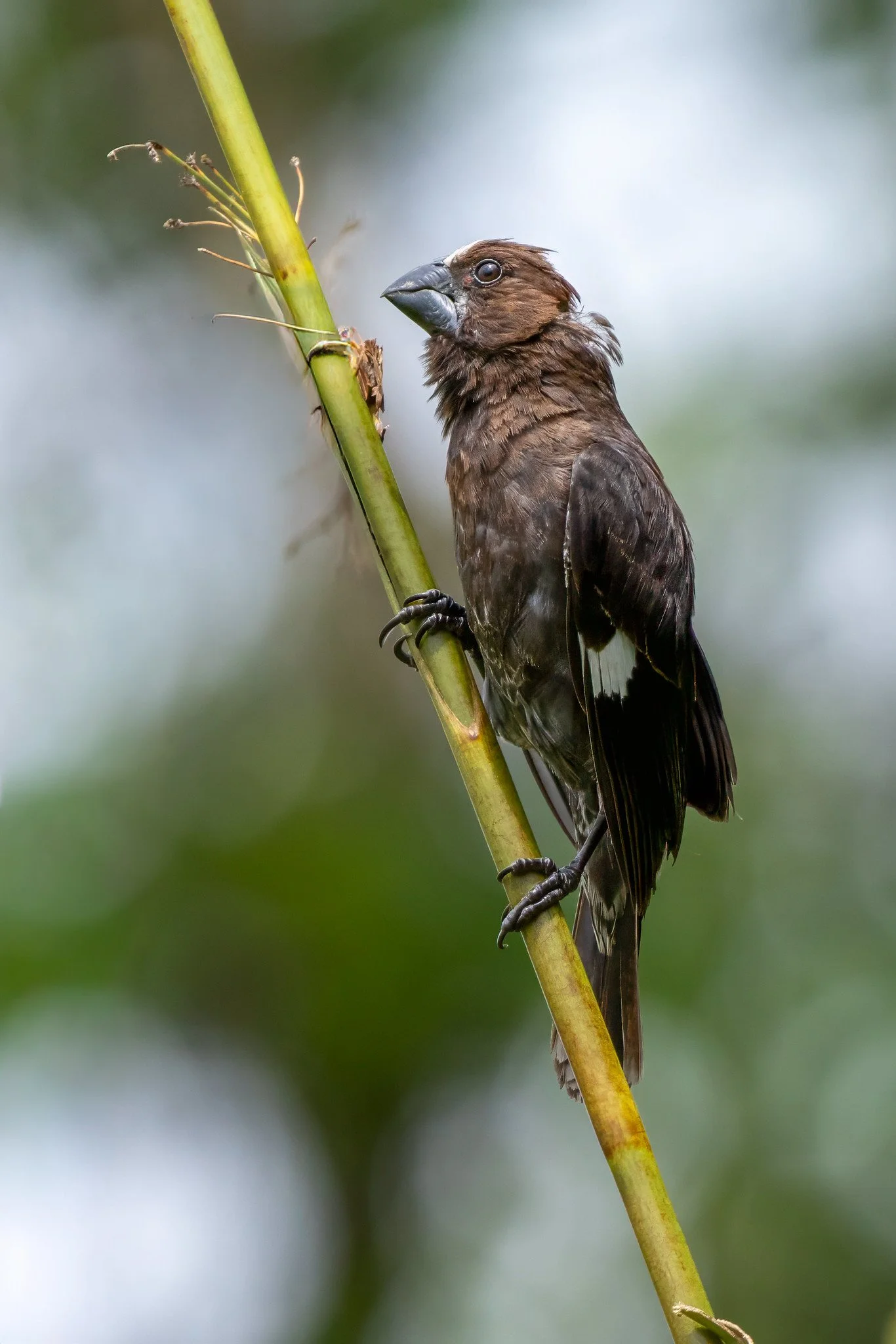 Grosbeak weaver