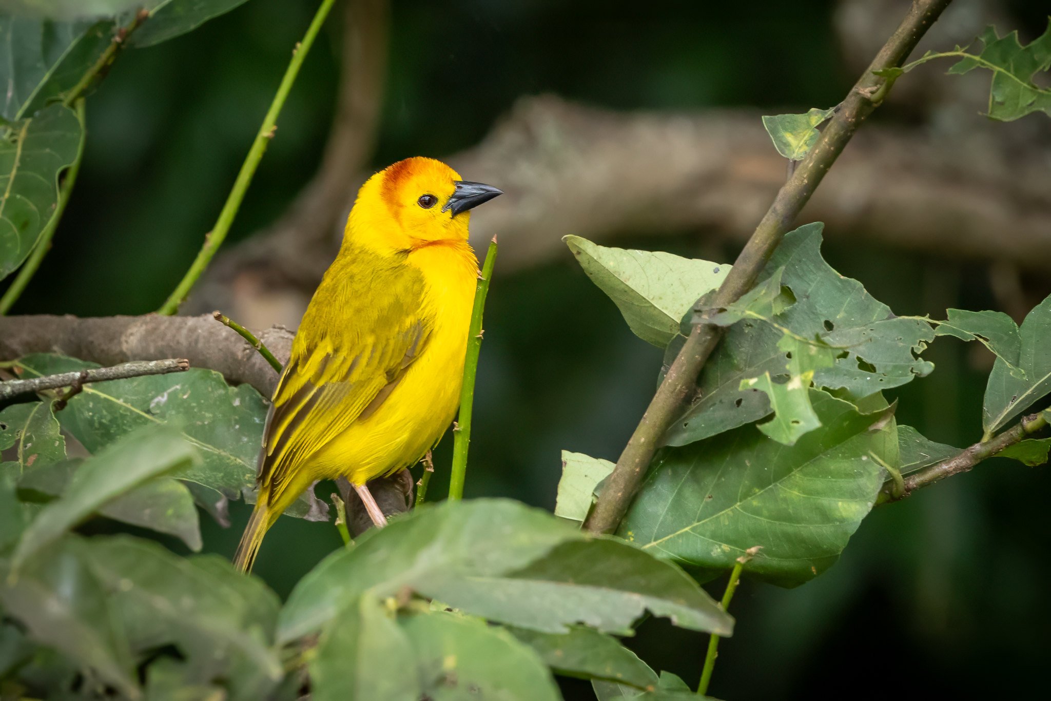 Taveta Golden Weaver