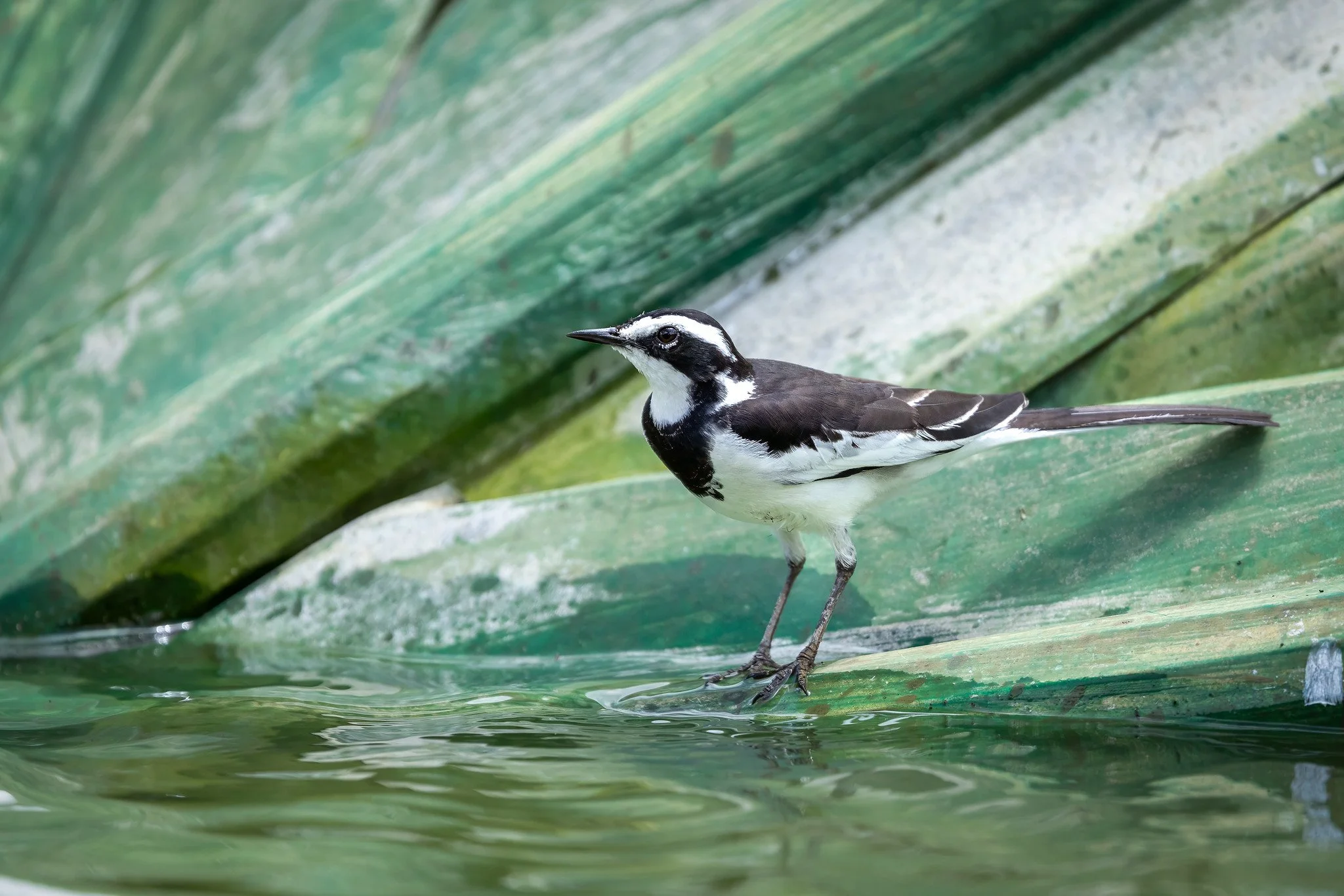 African pied wagtail