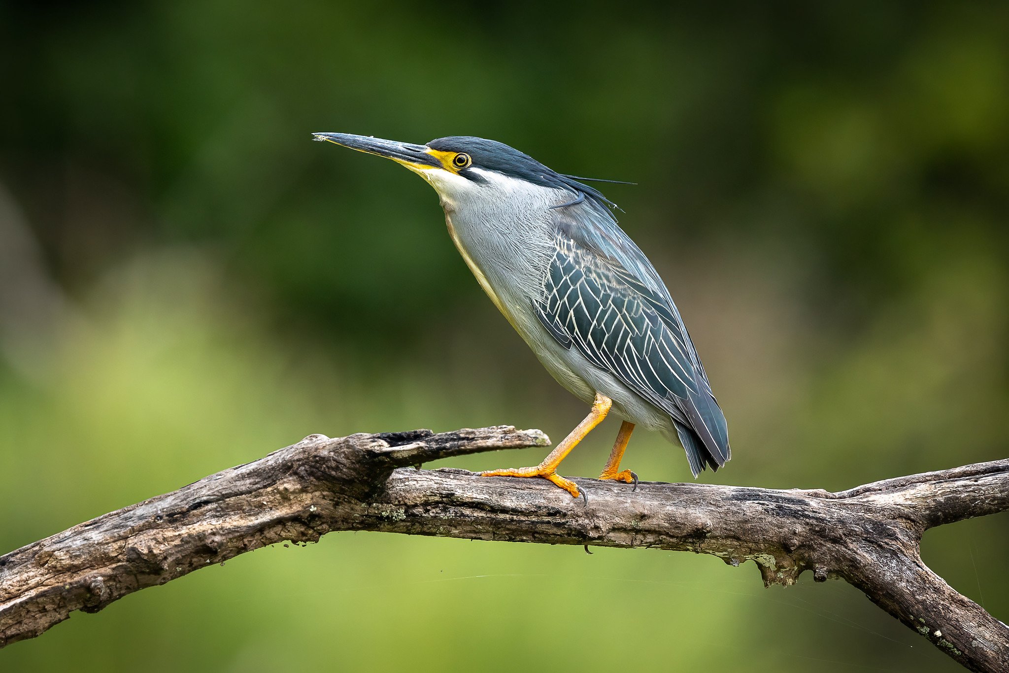 Little heron
