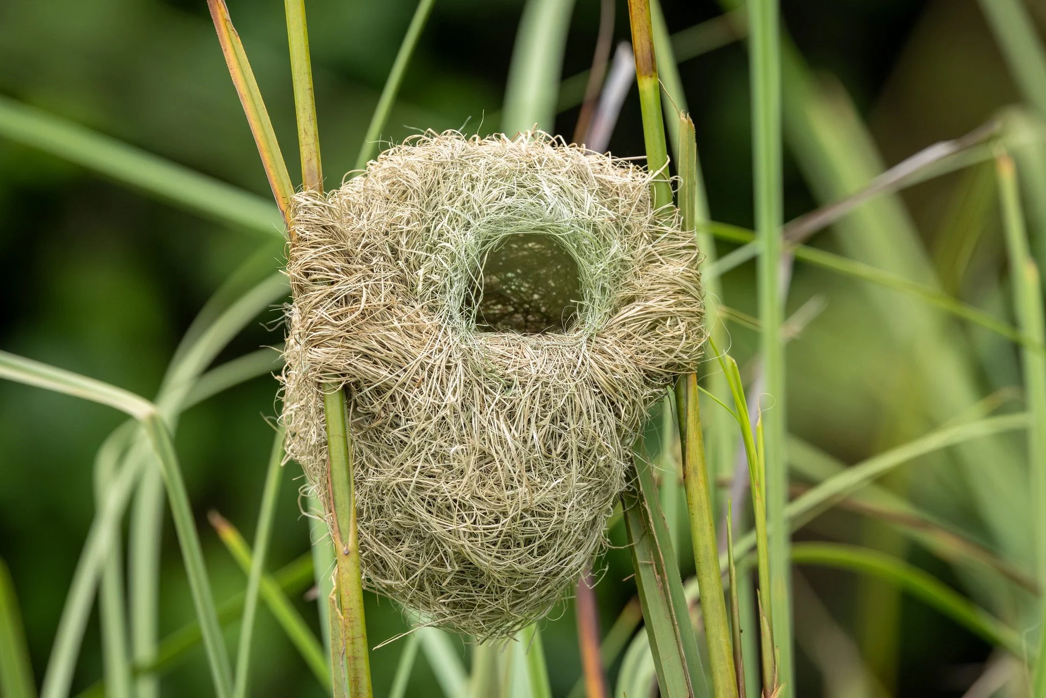 Taveta Golden weaver nest