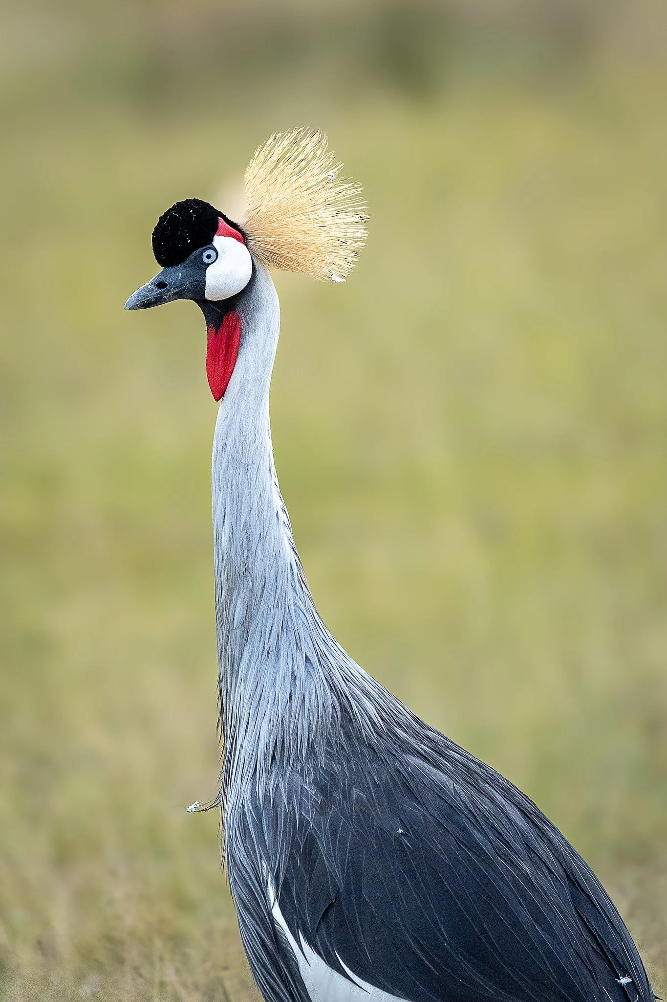 Grey crowned crane