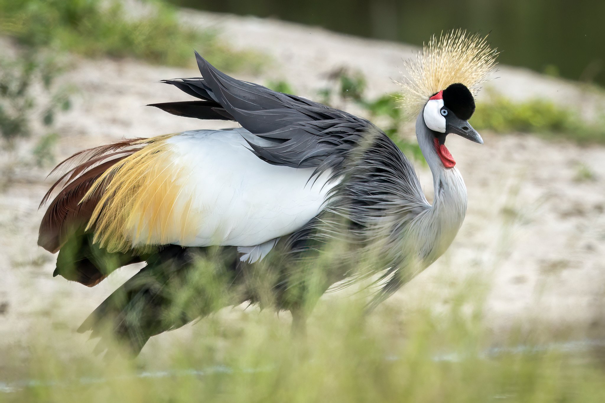 Grey crowned crane