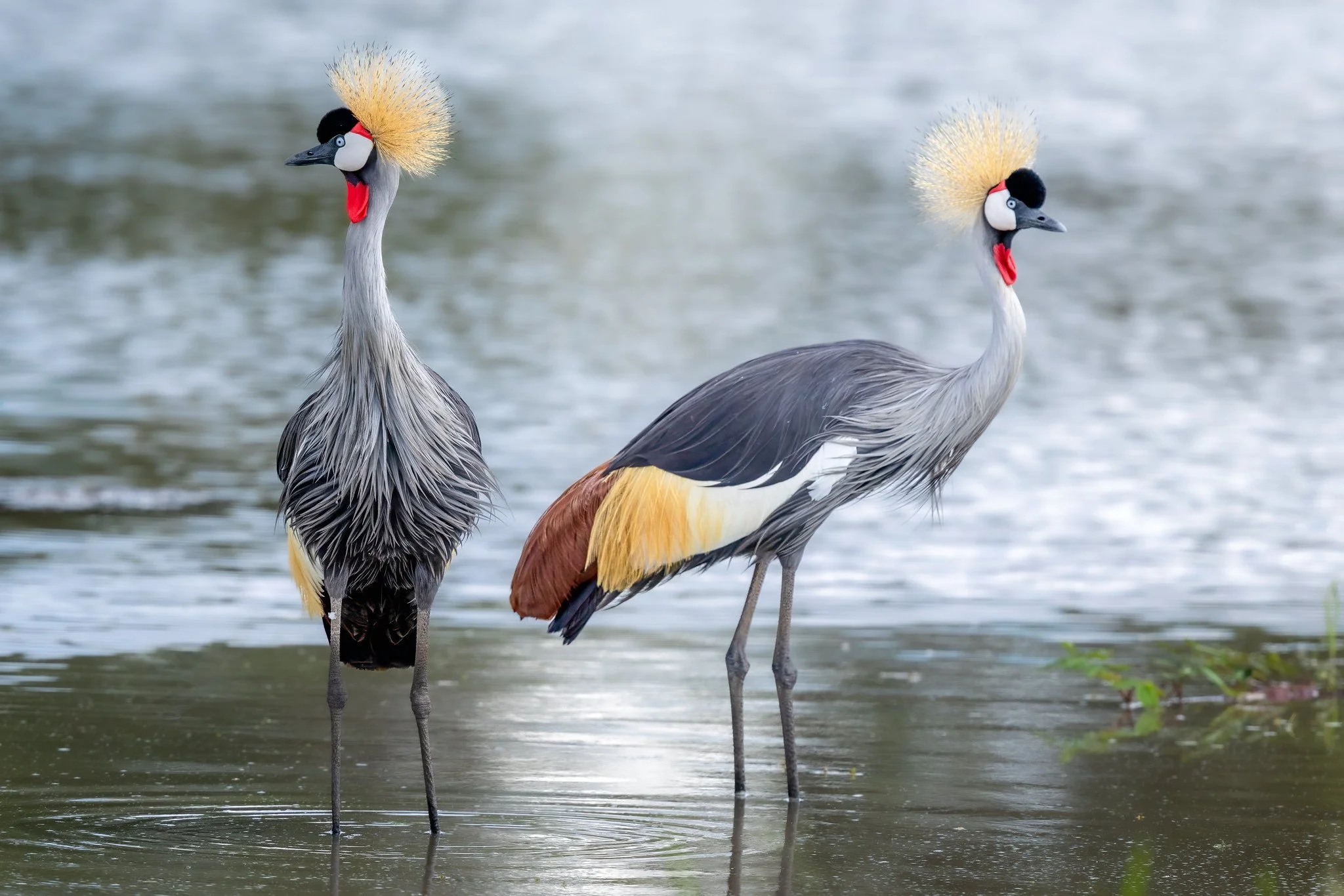 Grey crowned crane