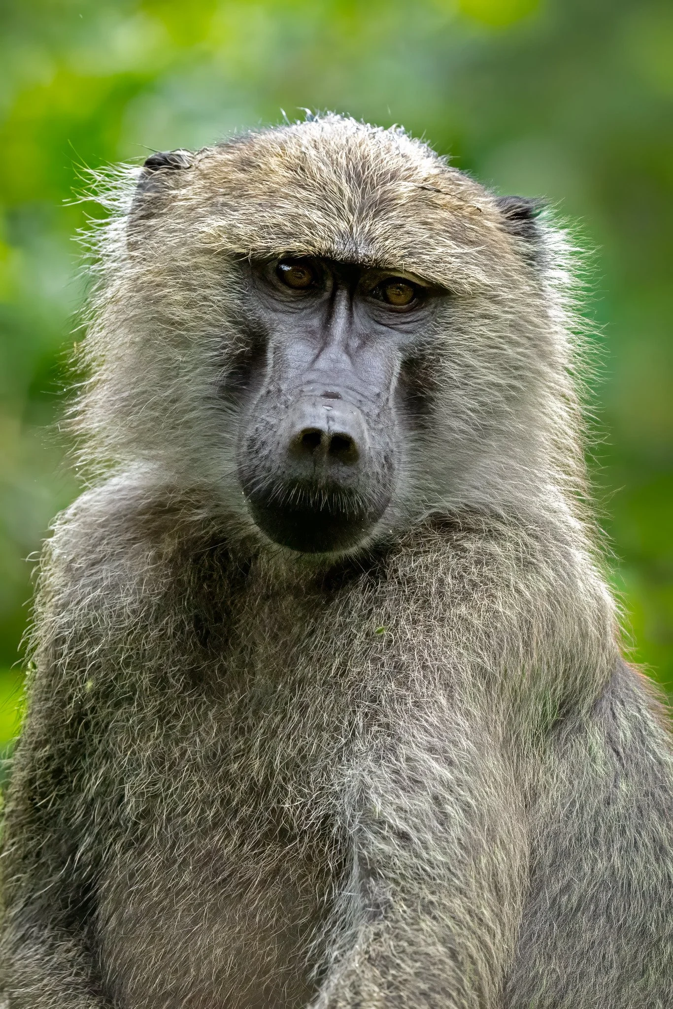 Olive baboon