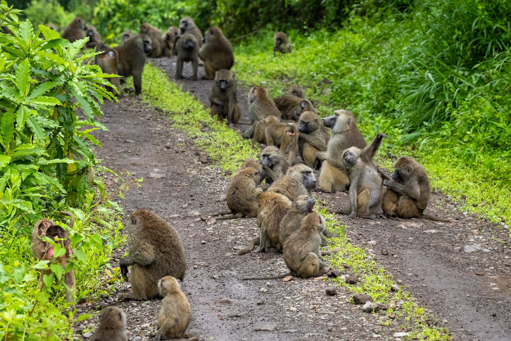 Olive baboon