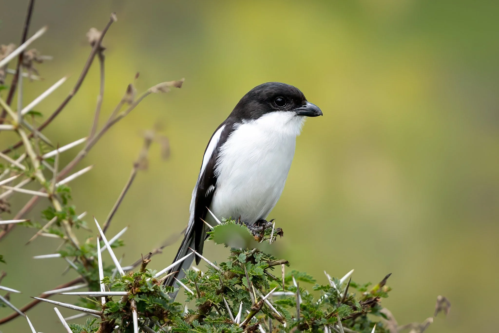 Northern fiscal