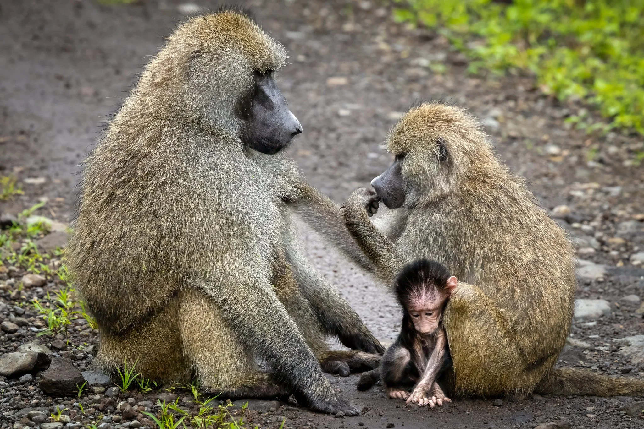 Olive baboon