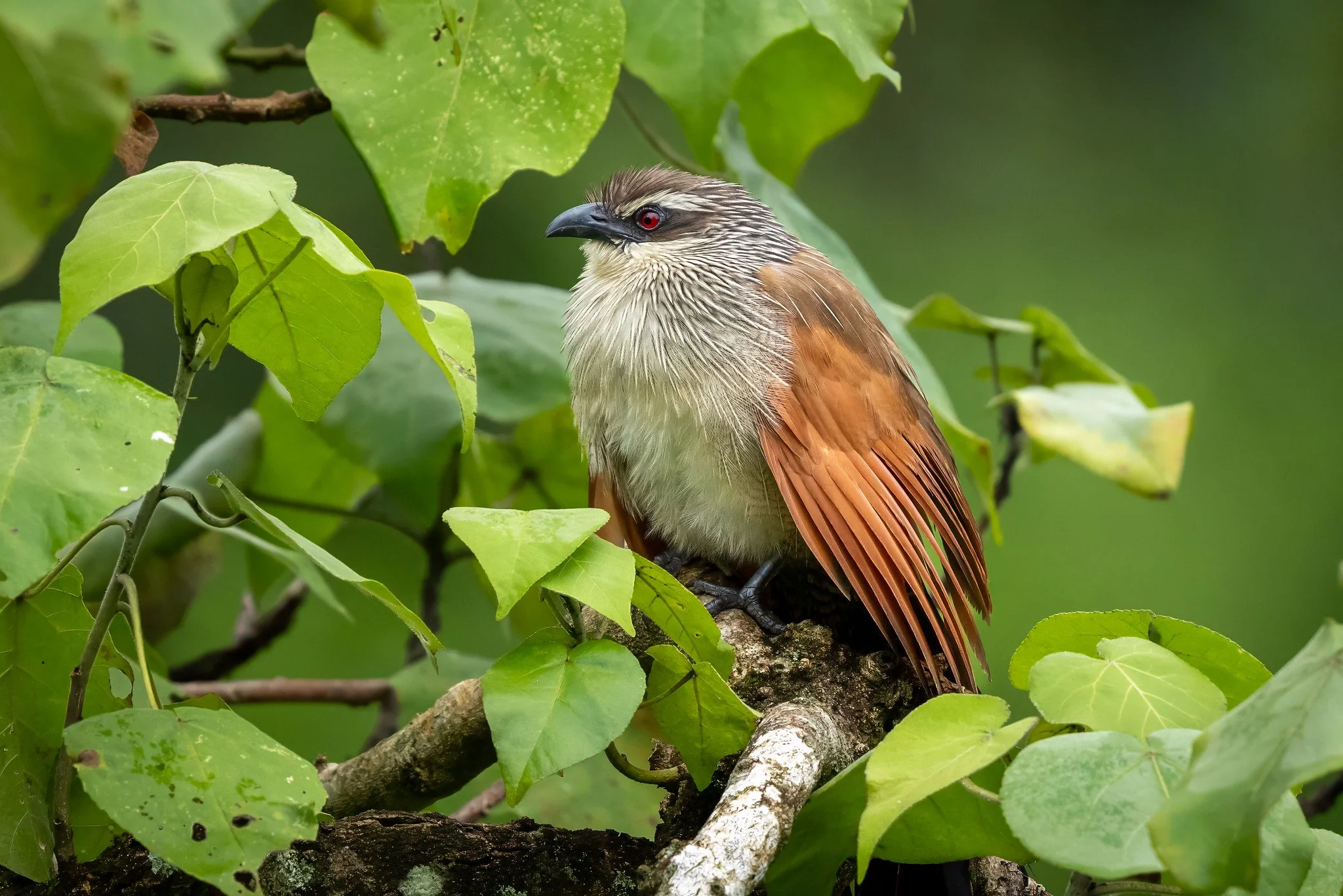 White browed coucal